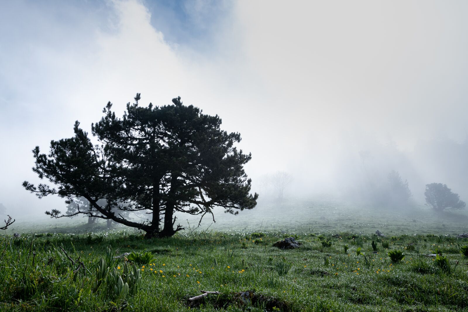 Nikon D5600 sample photo. Mist, nature, tree photography