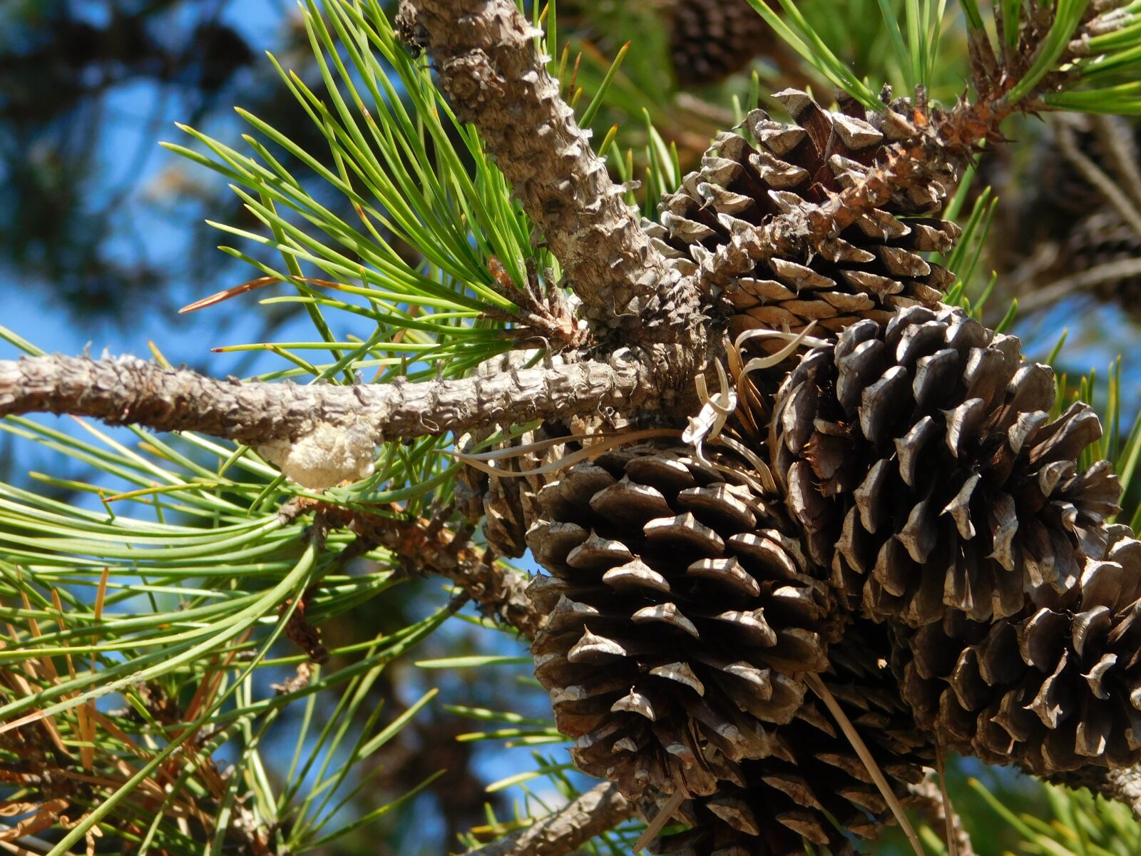Nikon Coolpix L840 sample photo. Pine, trees, us photography