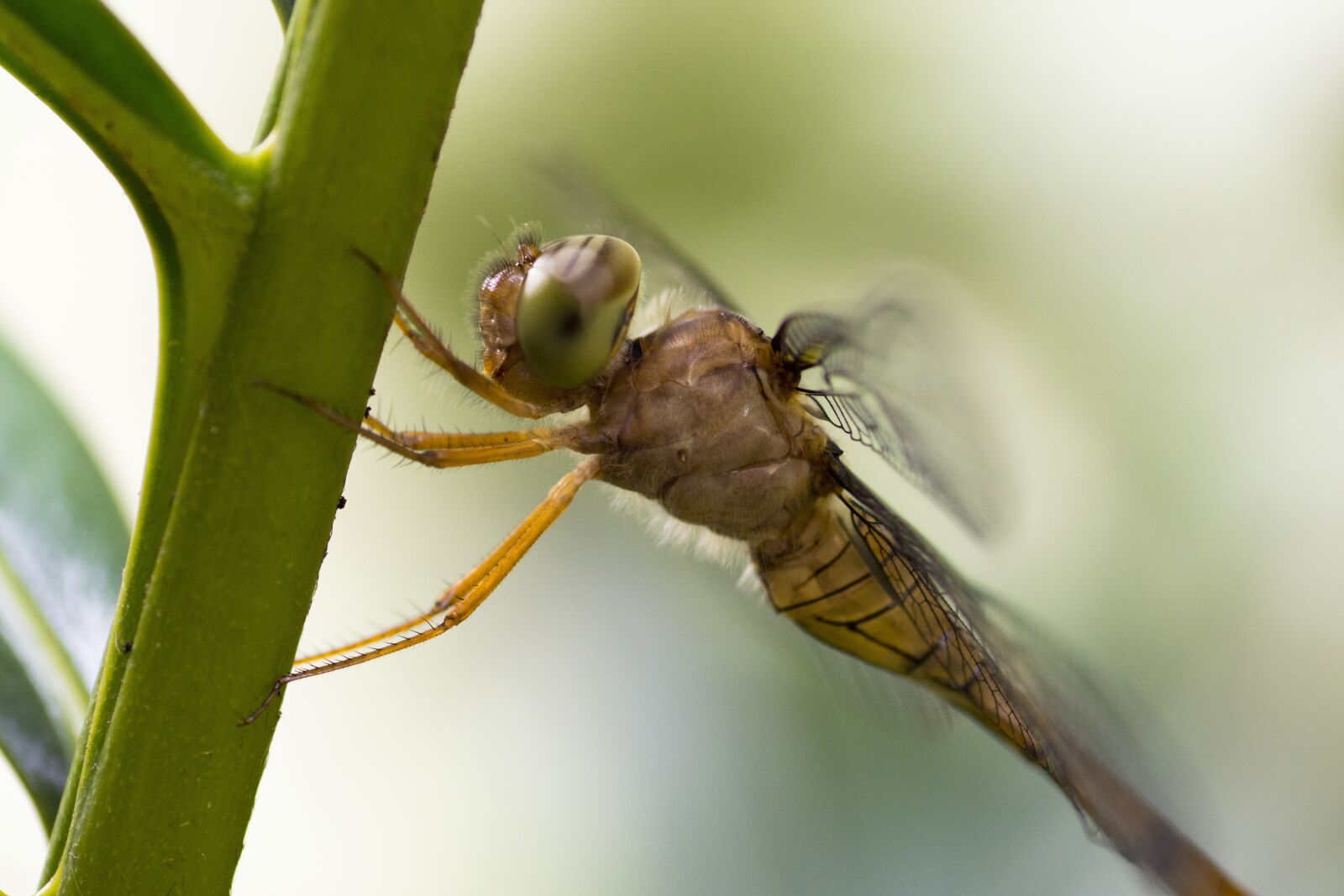 Nikon D5200 sample photo. Dragonfly, insect, macro photography