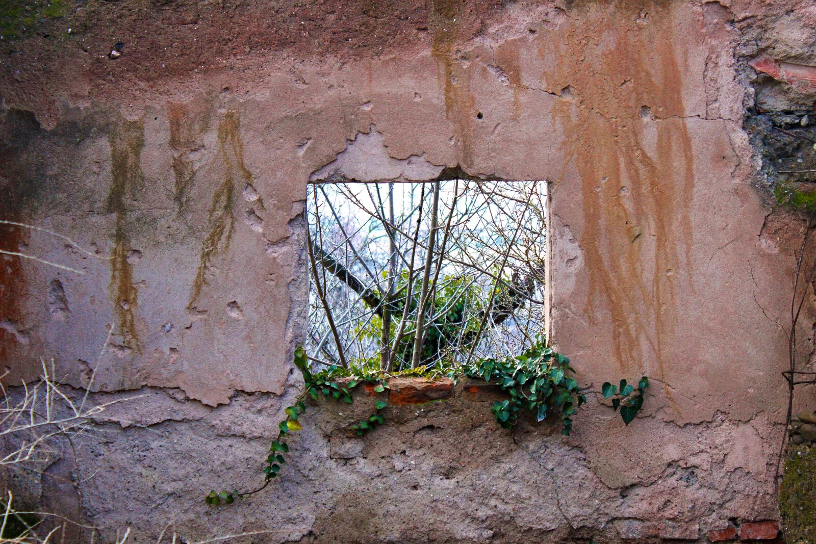 Canon EOS 600D (Rebel EOS T3i / EOS Kiss X5) sample photo. Window, hole, green photography