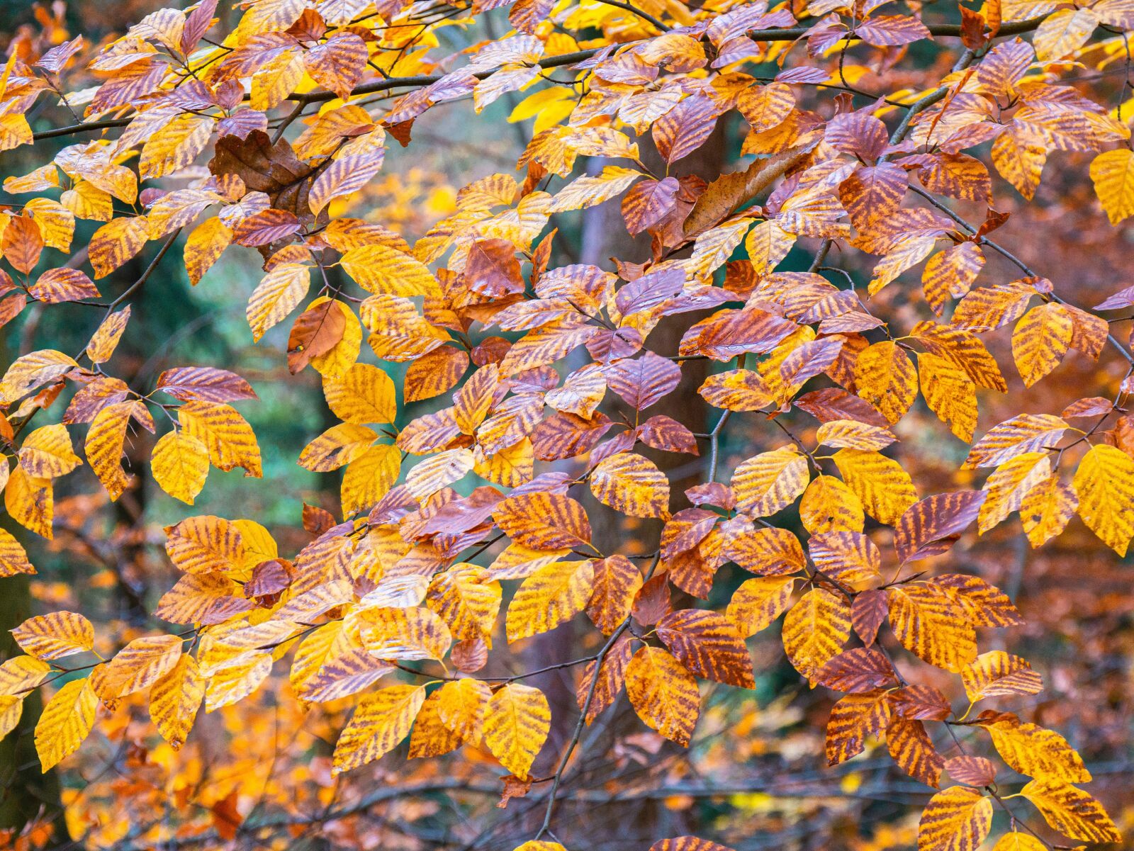 Panasonic DMC-G81 sample photo. Leaves, autumn, fall foliage photography