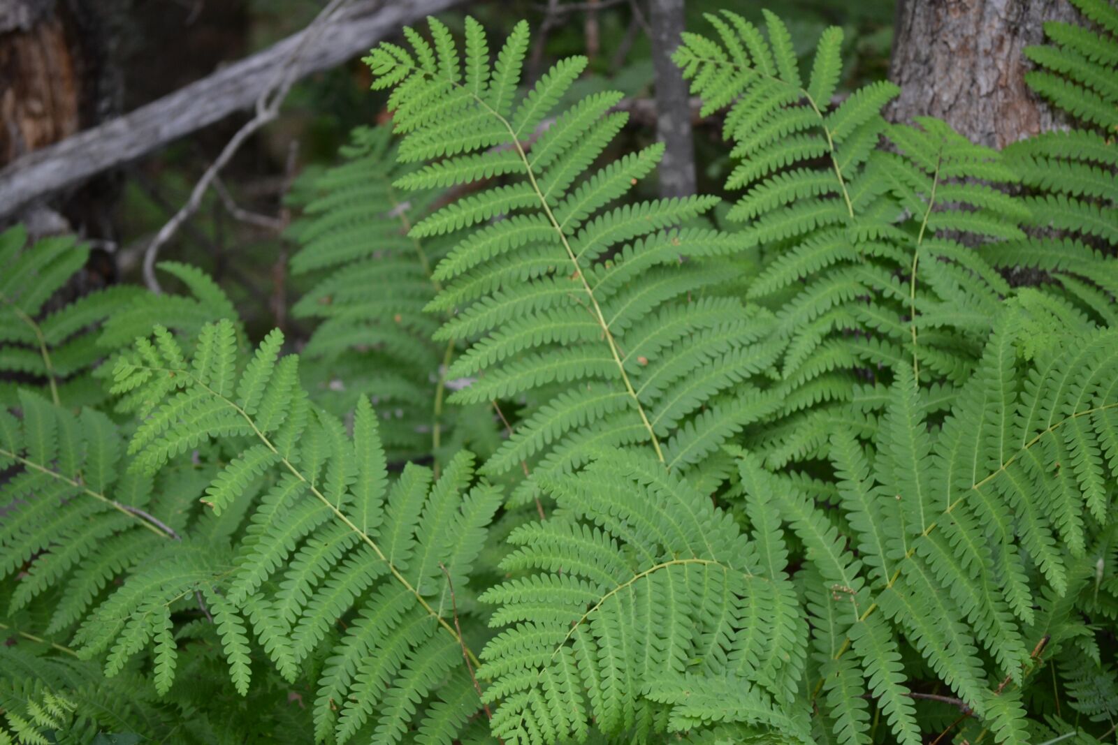Nikon D3100 sample photo. Fern leaves, leaf background photography