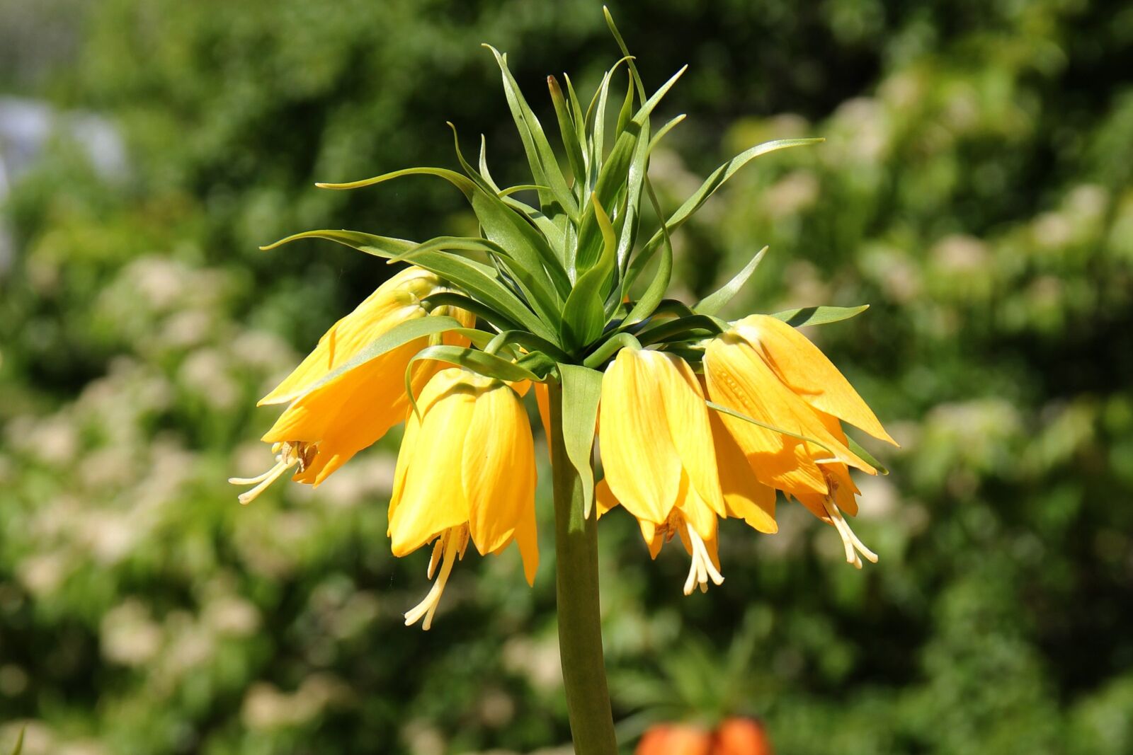 Canon EF-S 18-135mm F3.5-5.6 IS sample photo. Flower, nature, yellow photography