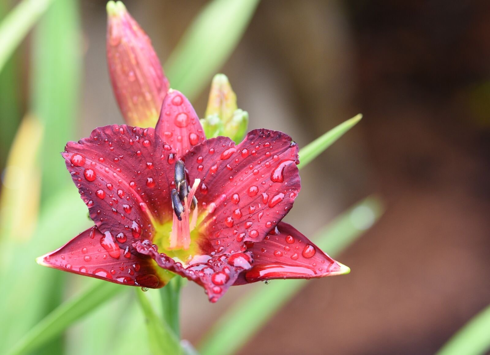 Nikon D750 sample photo. Day-lily, flower, bloom photography