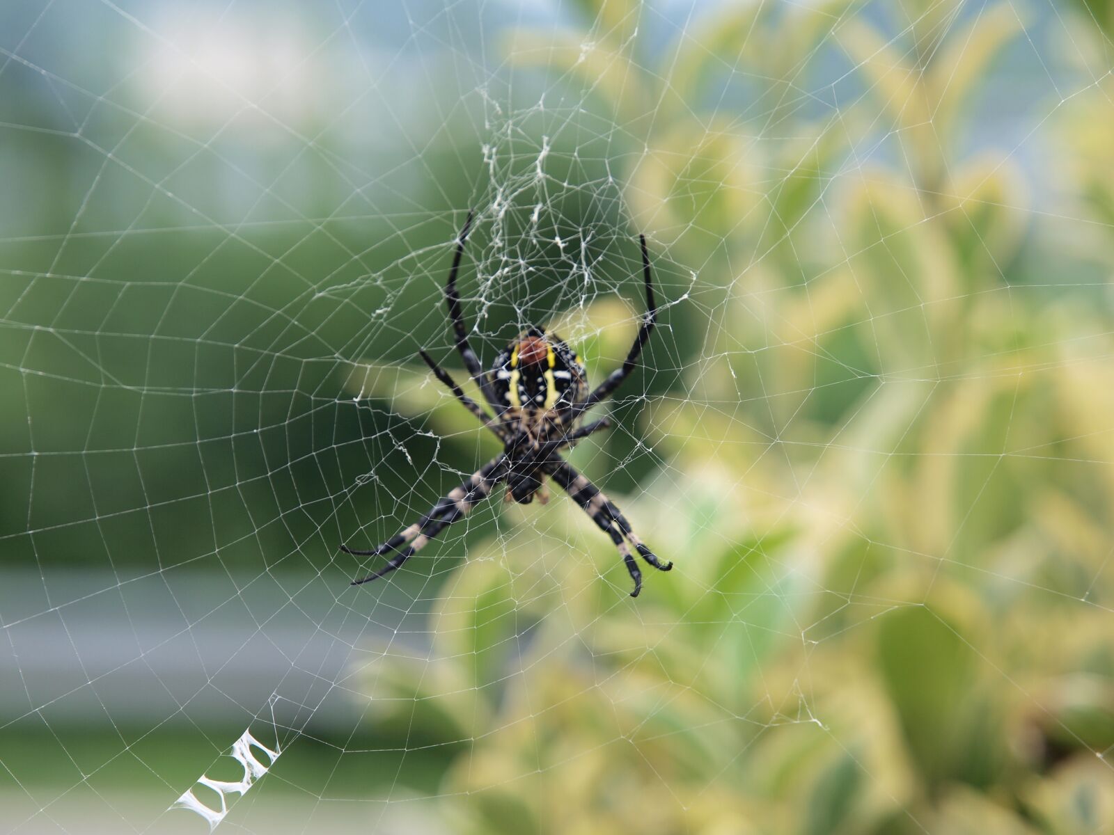 Olympus E-520 (EVOLT E-520) sample photo. Spider, nature, outdoor photography