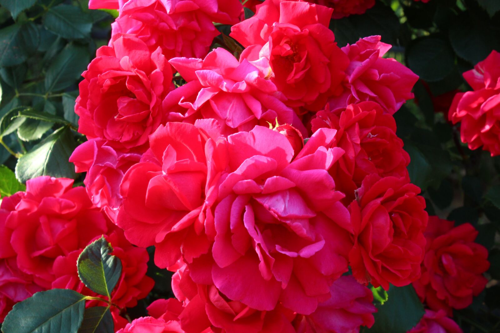 Canon EOS 600D (Rebel EOS T3i / EOS Kiss X5) sample photo. Rose, rose festival, festival photography