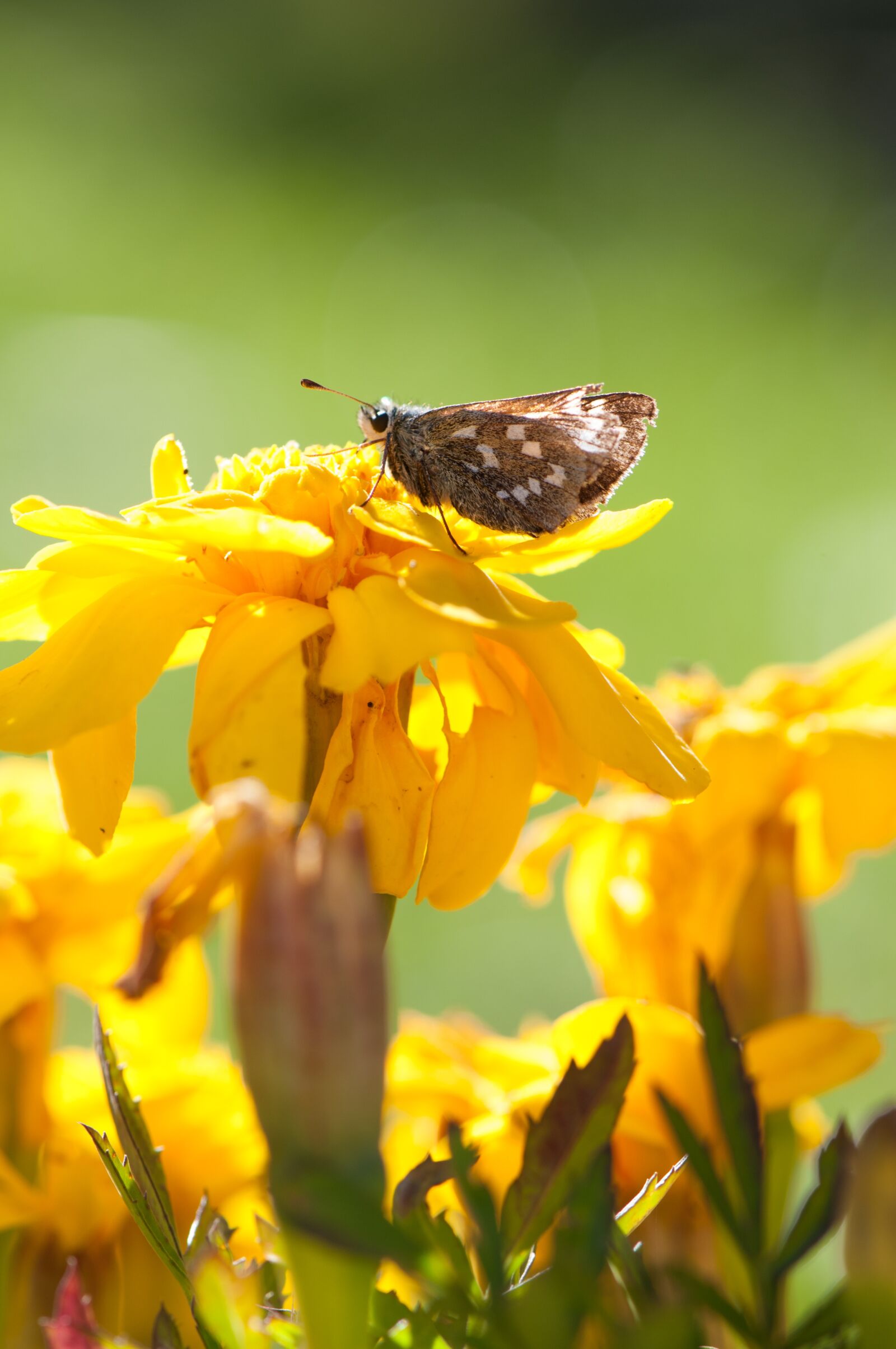 Nikon D300 sample photo. Butterfly, flower, insect photography