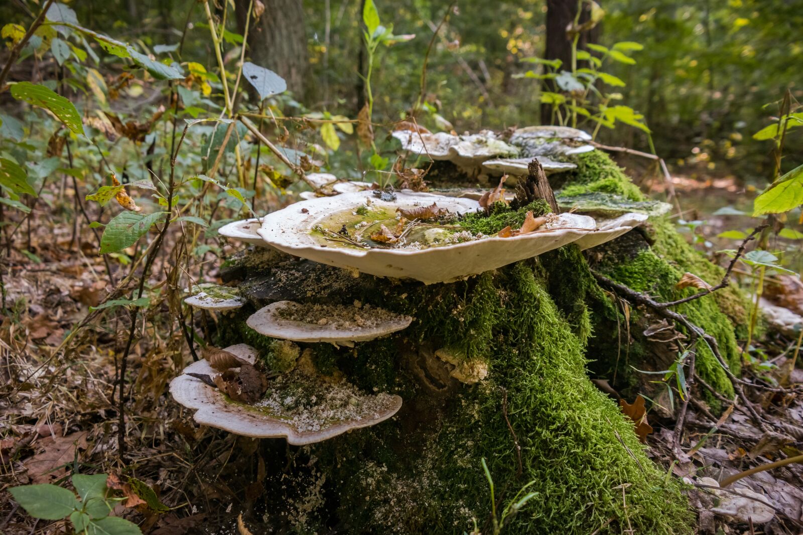 Samsung NX300 sample photo. Moss, mushroom, stump photography