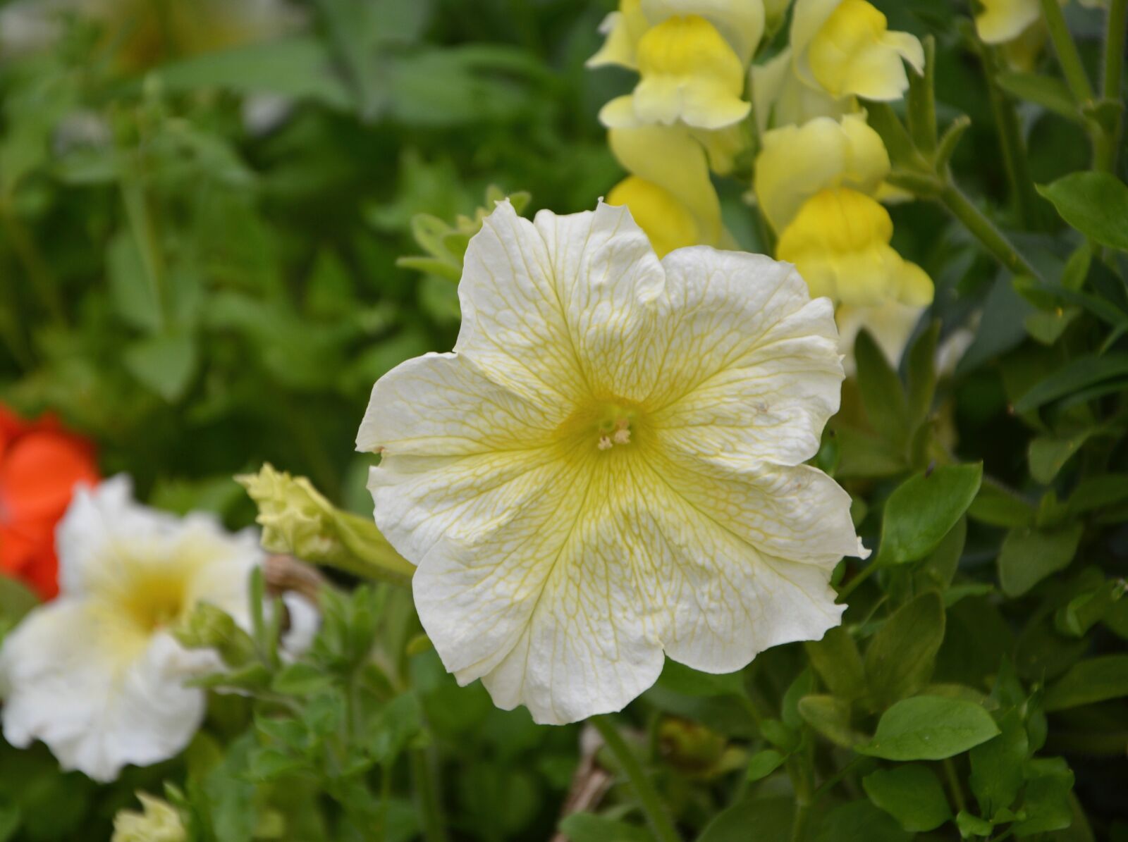 Nikon D5200 sample photo. Flowers petunia, summer flowers photography