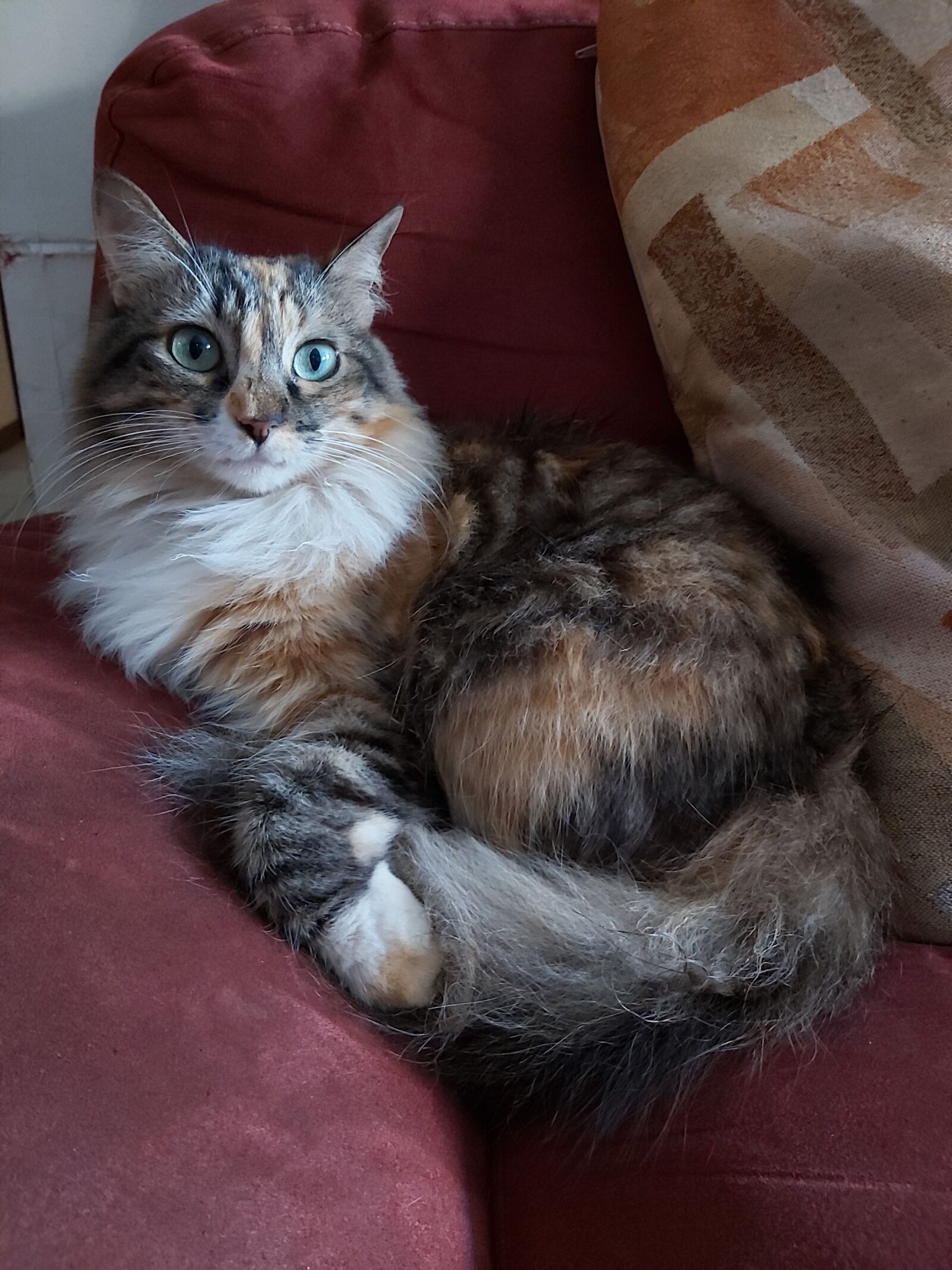 Samsung Galaxy A70 sample photo. Cat, coach, waiting photography
