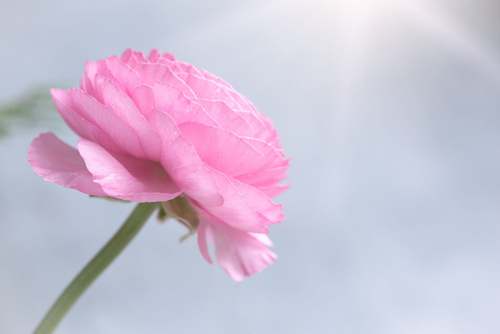 Nikon D750 sample photo. Ranunculus, flower, blossom photography