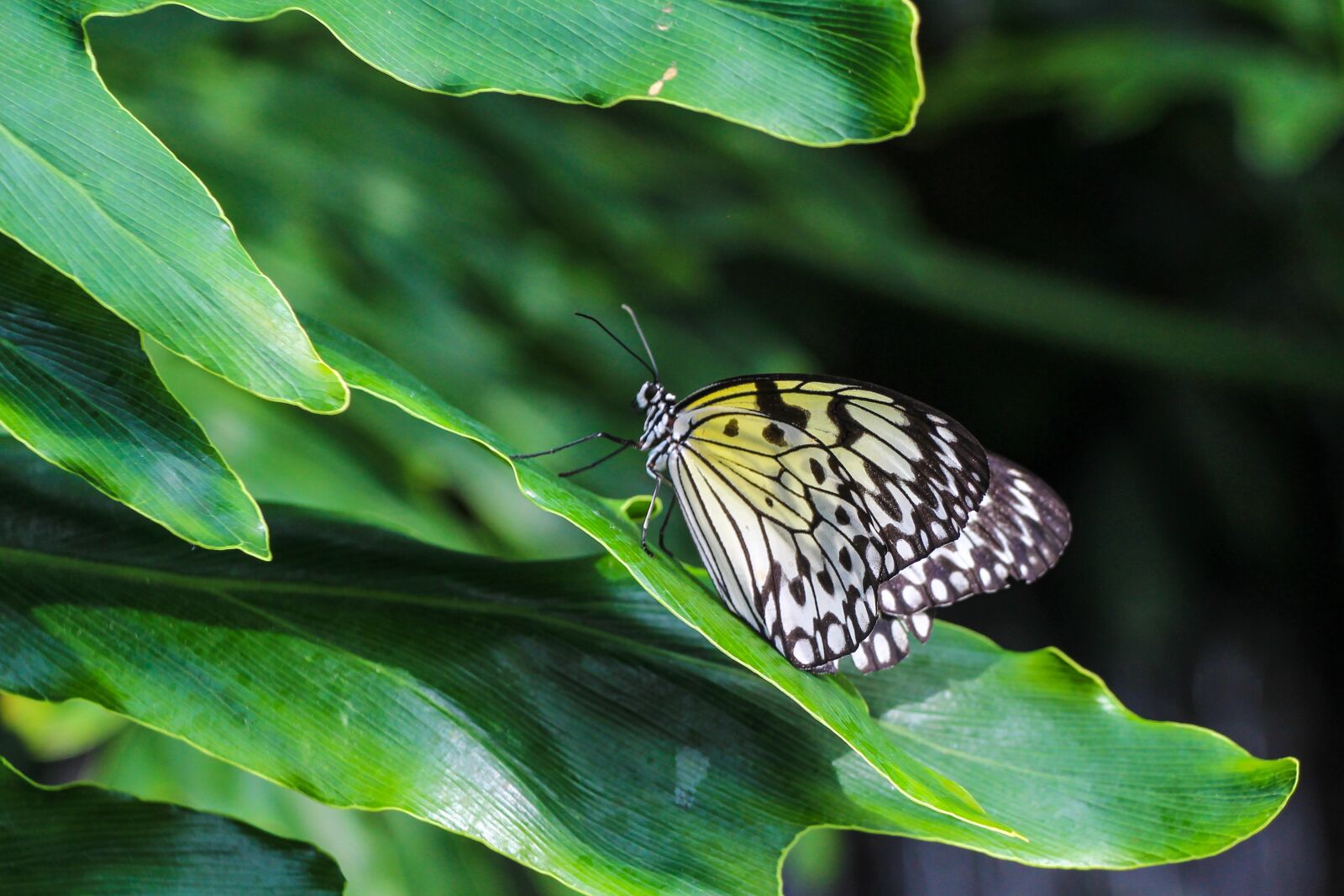 Canon EOS 650D (EOS Rebel T4i / EOS Kiss X6i) sample photo. Butterfly, insect, nature photography