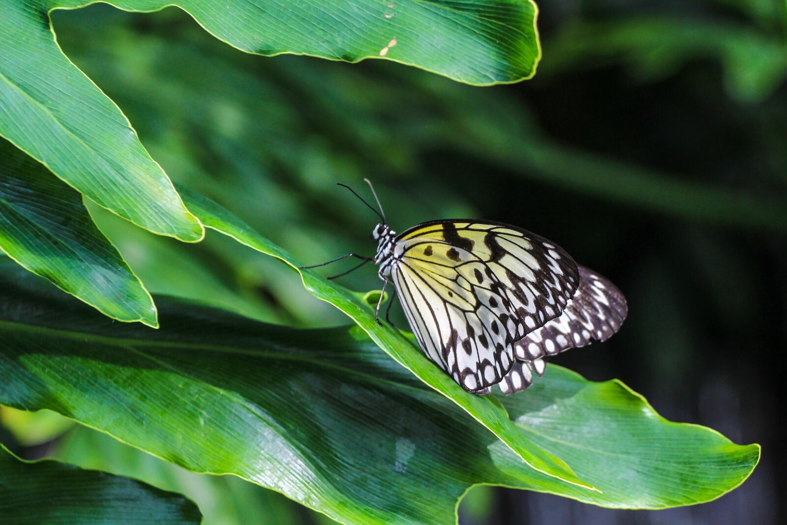 Canon EOS 650D (EOS Rebel T4i / EOS Kiss X6i) + Canon EF-S 18-135mm F3.5-5.6 IS STM sample photo. Butterfly, insect, nature photography