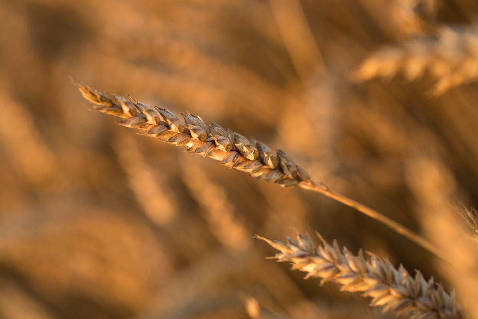 Canon EF 100mm F2.8L Macro IS USM sample photo. By chaitanya k, grain photography