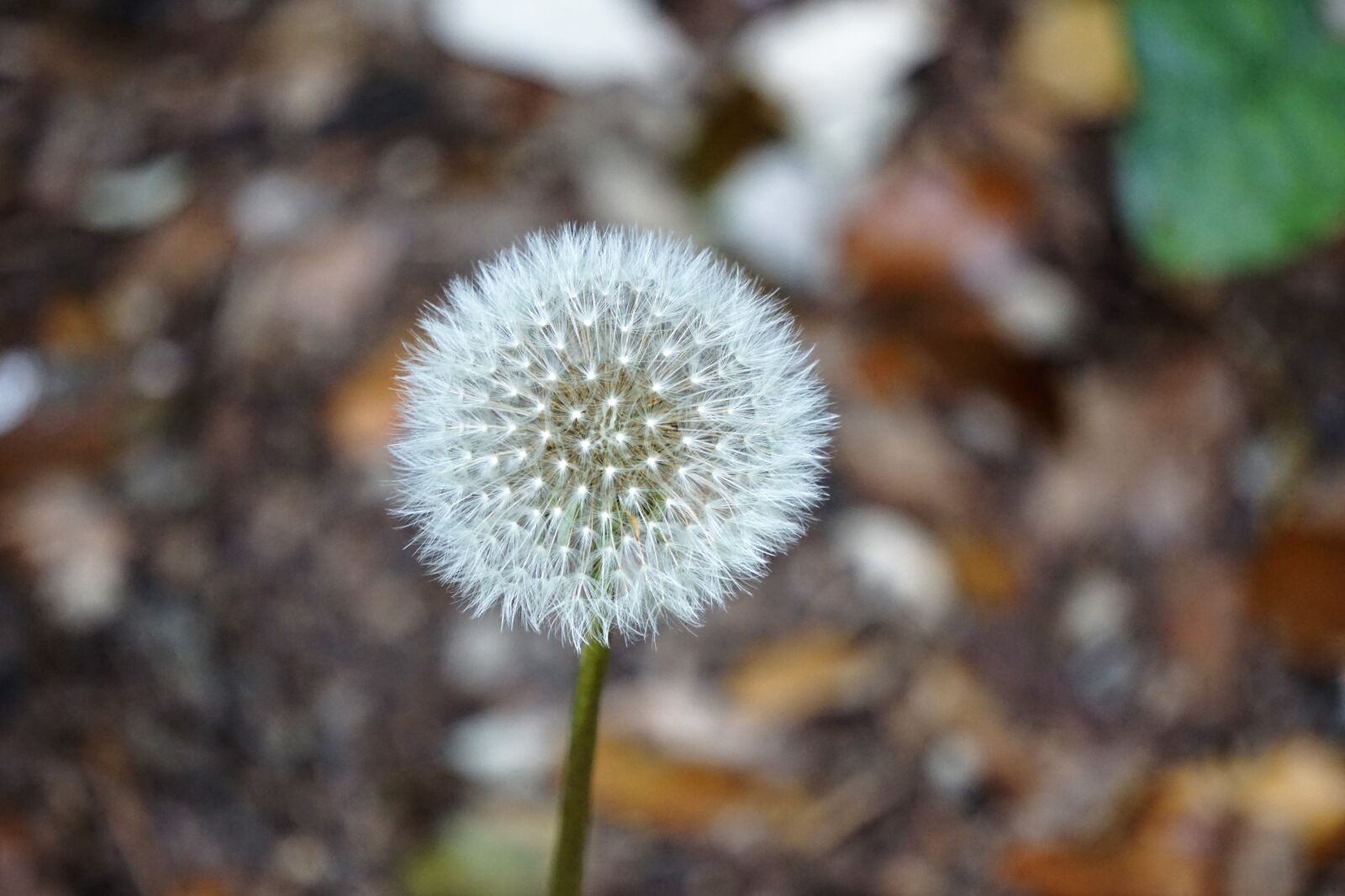 Sony a6000 sample photo. Bloom, blossom, dandelion, flora photography