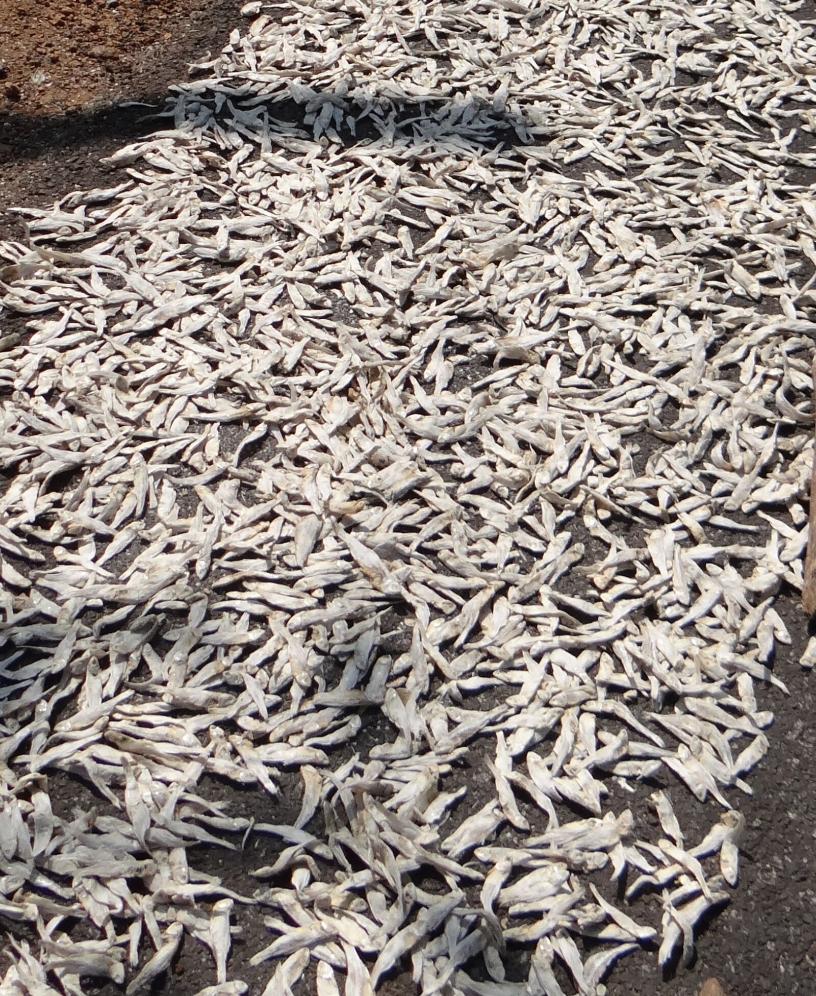 Sony DSC-HX200V sample photo. Fish, drying, indian oil photography
