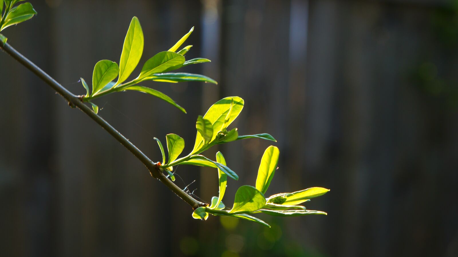 Sony Alpha a3000 + Sony E 18-55mm F3.5-5.6 OSS sample photo. Nature, plants, leaf photography