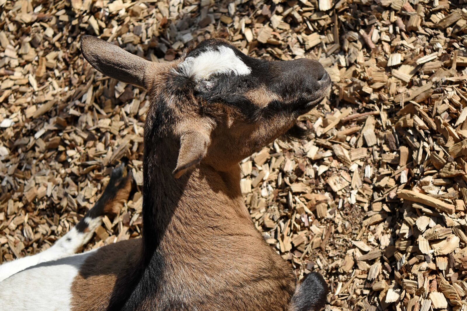 Nikon D5500 sample photo. Goat, head, wildlife, nature photography