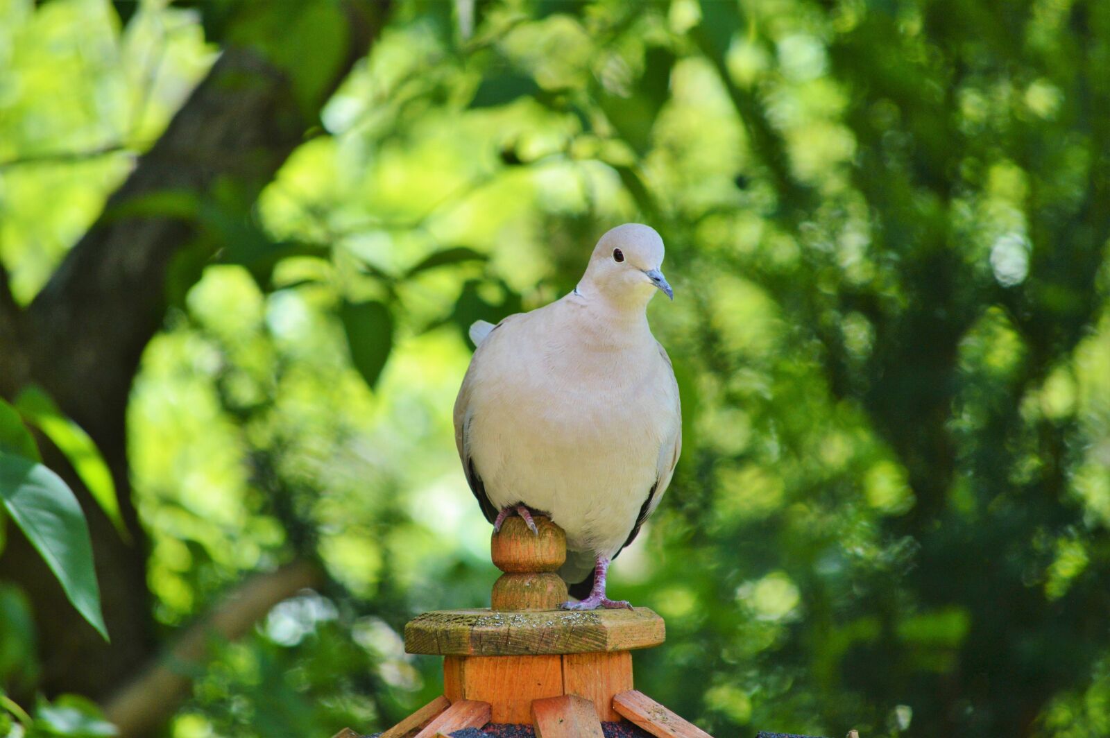 Nikon D3200 sample photo. Dove, bird, feather photography
