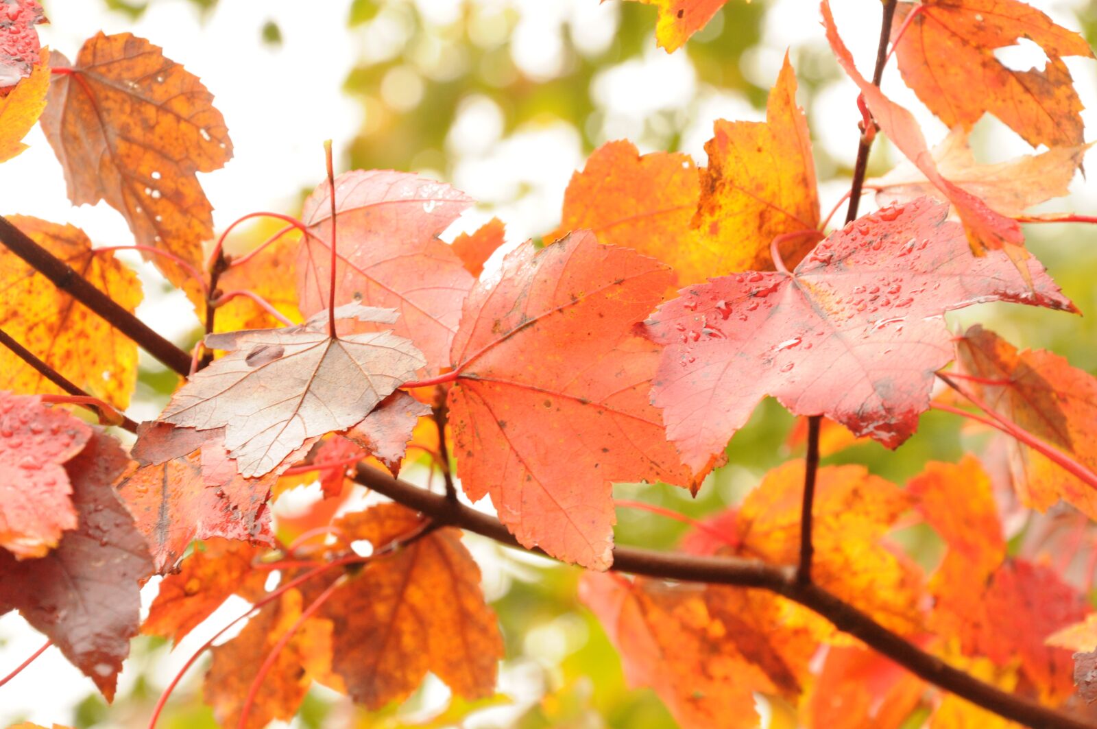 Nikon D90 sample photo. Fall, autumn, leaves photography
