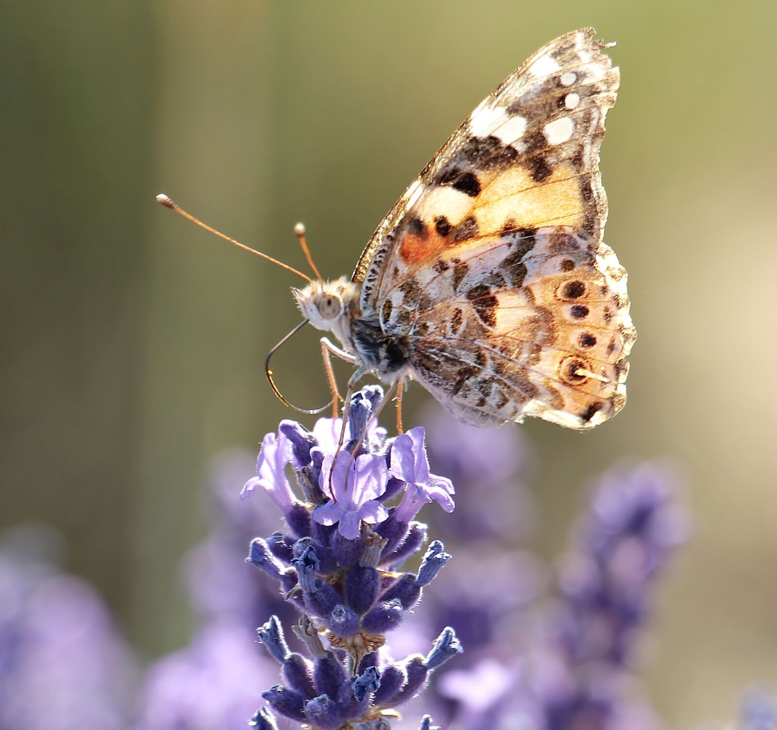 Canon EOS 100D (EOS Rebel SL1 / EOS Kiss X7) sample photo. Lavender, butterfly, nature photography
