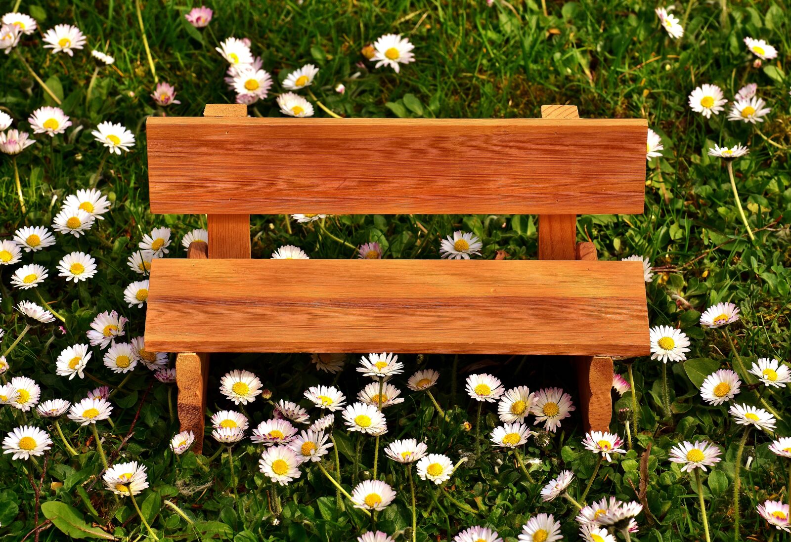 Nikon D7200 sample photo. Bench, meadow, grass photography