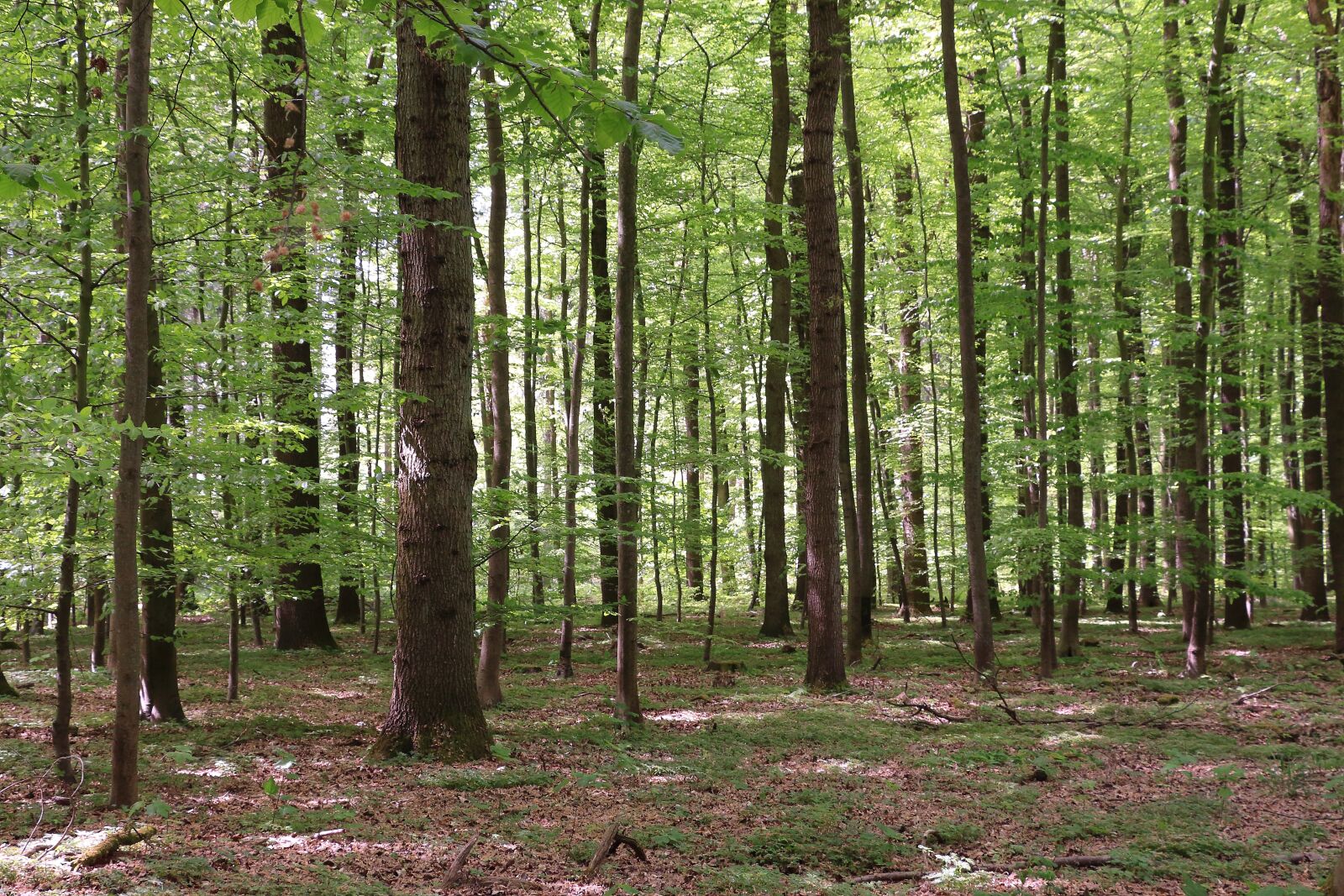 Canon EOS 700D (EOS Rebel T5i / EOS Kiss X7i) sample photo. Forest, deciduous forest, nature photography