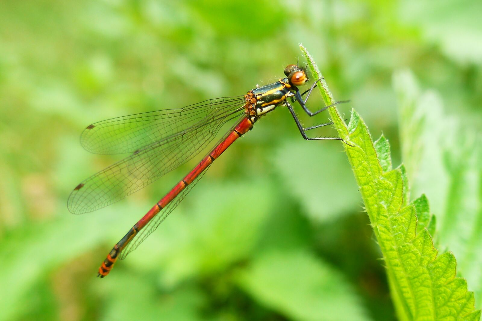 Panasonic Lumix DMC-FZ200 sample photo. Insect, nature, dragonflies r photography