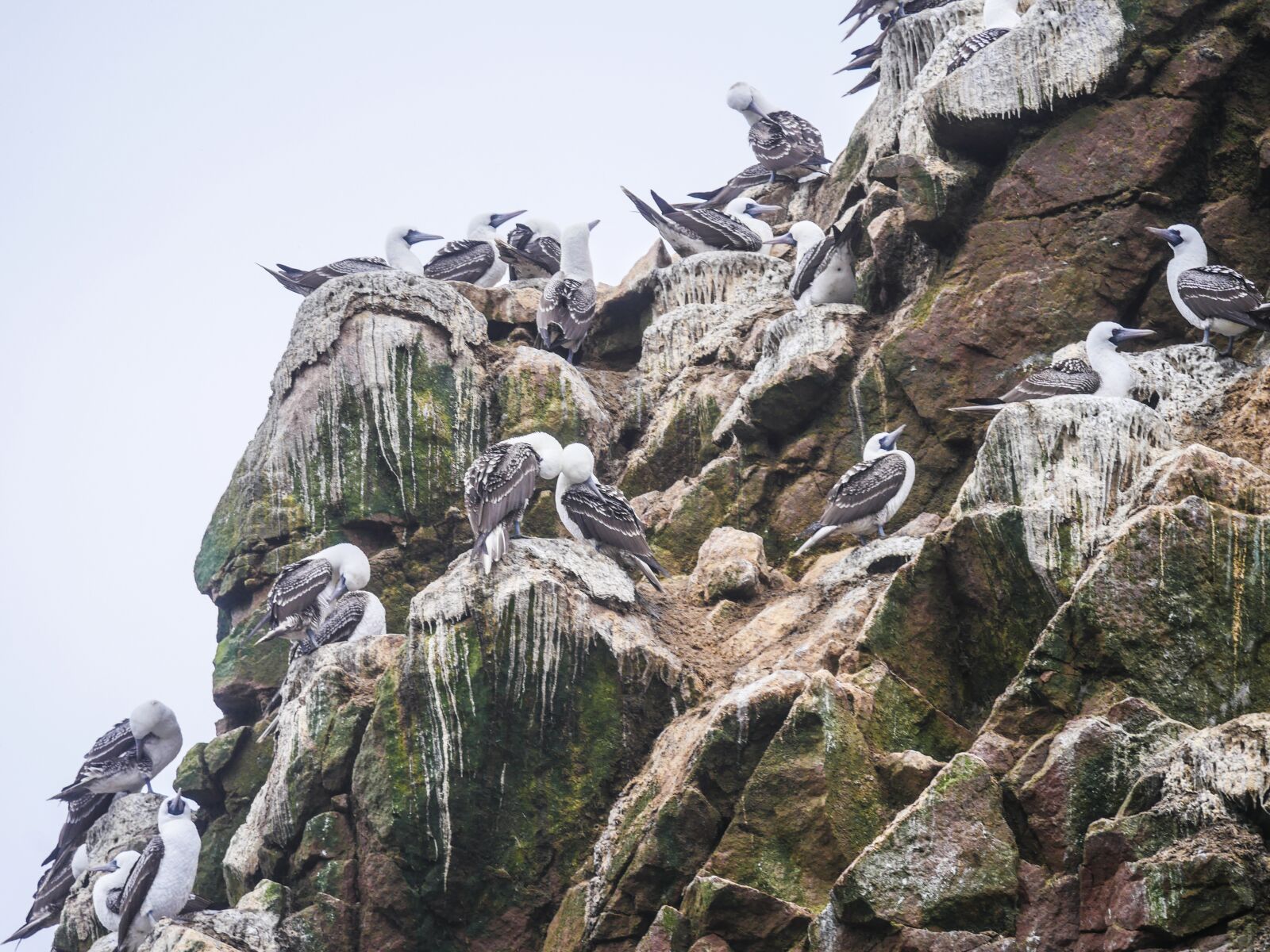 Panasonic Lumix DMC-GX8 + LEICA DG 100-400/F4.0-6.3 sample photo. Boobies, guano boobies, bird photography