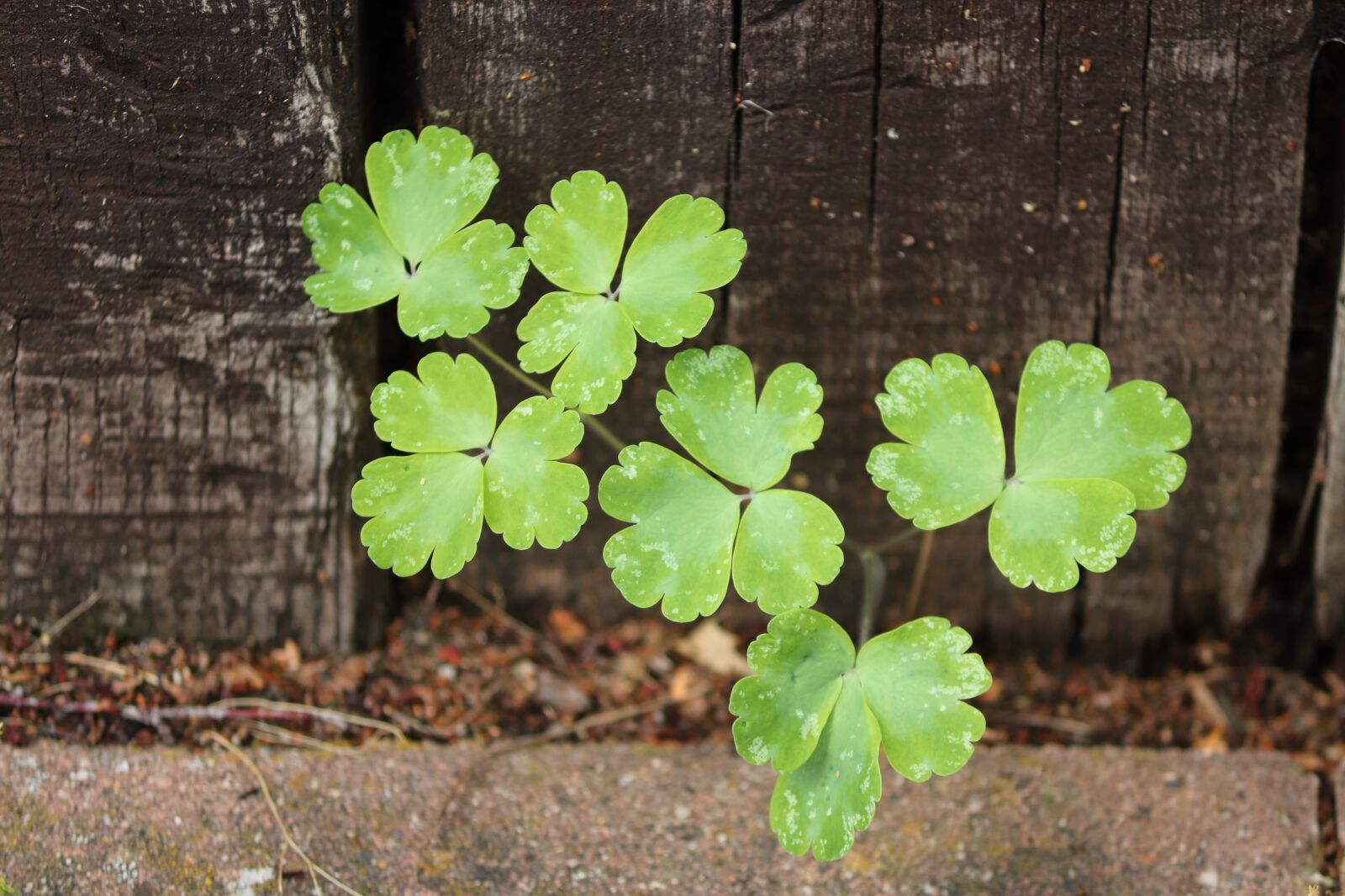 Canon EOS 200D (EOS Rebel SL2 / EOS Kiss X9) sample photo. Klee, shamrocks, garden fence photography
