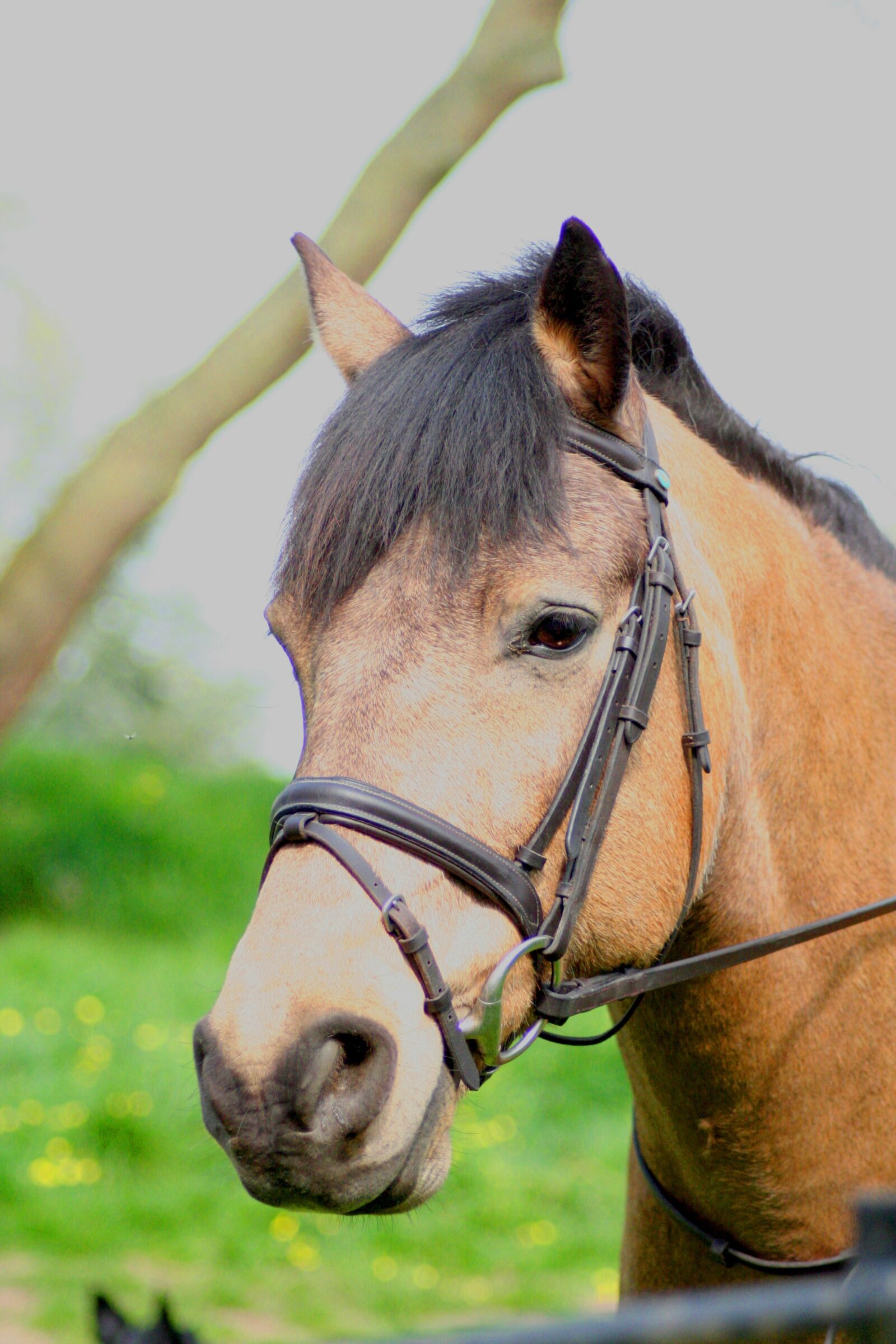 Canon EOS 350D (EOS Digital Rebel XT / EOS Kiss Digital N) sample photo. Horse, distracted, portrait photography