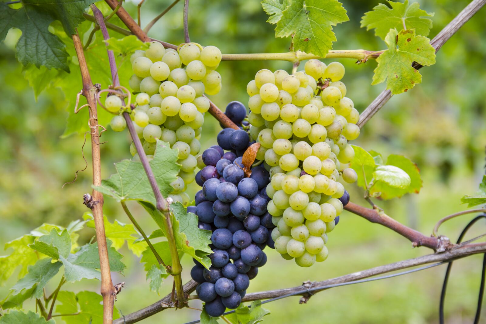 Canon EOS 7D sample photo. Grapes, bi color, varieties photography
