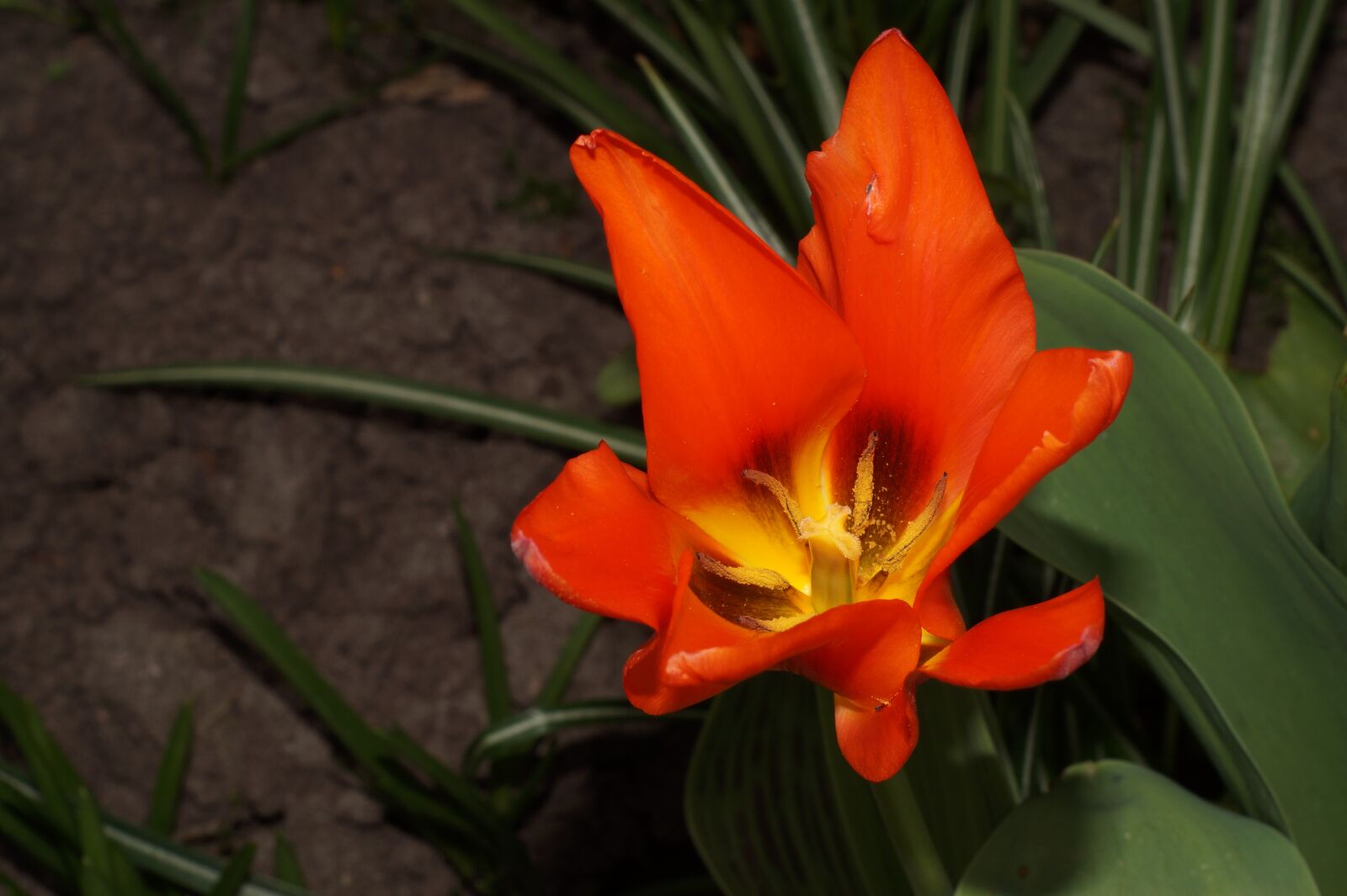 Sony SLT-A58 + Minolta AF 50mm F1.7 sample photo. Tulip, flower, bloom photography