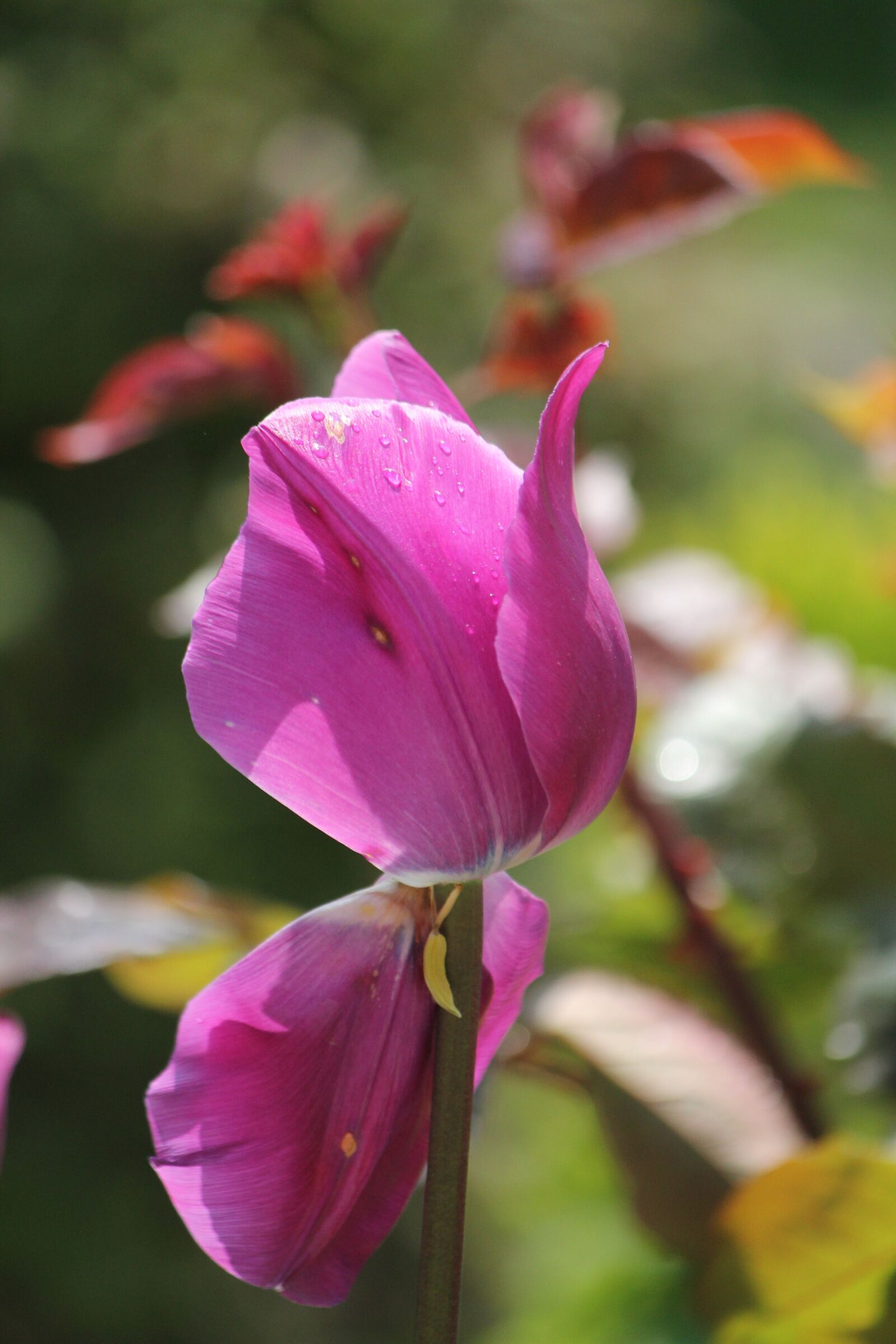 Canon EOS 550D (EOS Rebel T2i / EOS Kiss X4) sample photo. Tulip, flower, purple photography