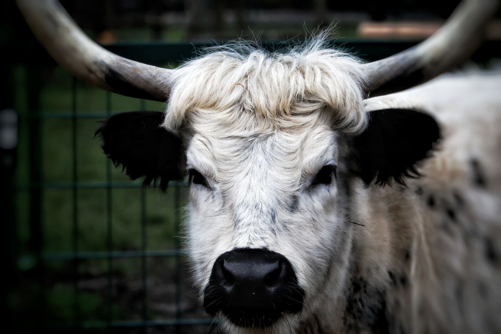 Canon EOS M50 (EOS Kiss M) sample photo. Beef, cow, animals photography
