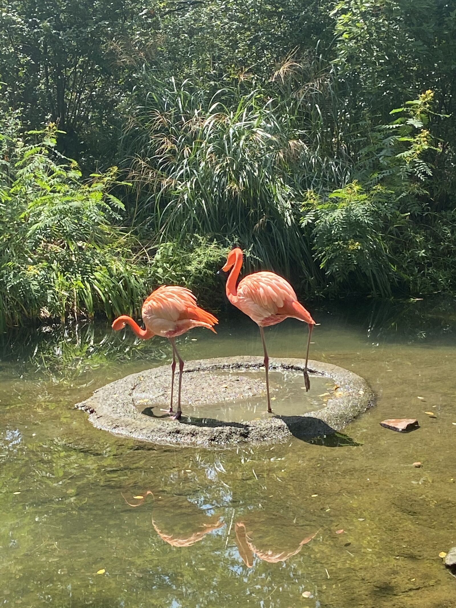 Apple iPhone 11 sample photo. Flamingo, flamingos, zoo photography