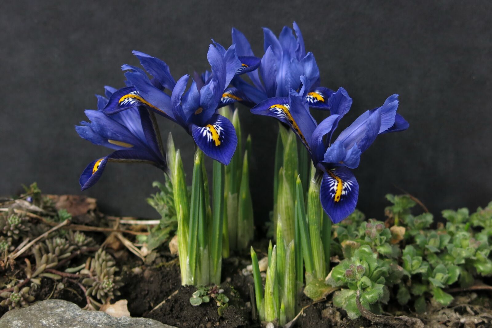 Canon PowerShot G15 sample photo. Dwarf iris, iris, schwertliliengewaechs photography