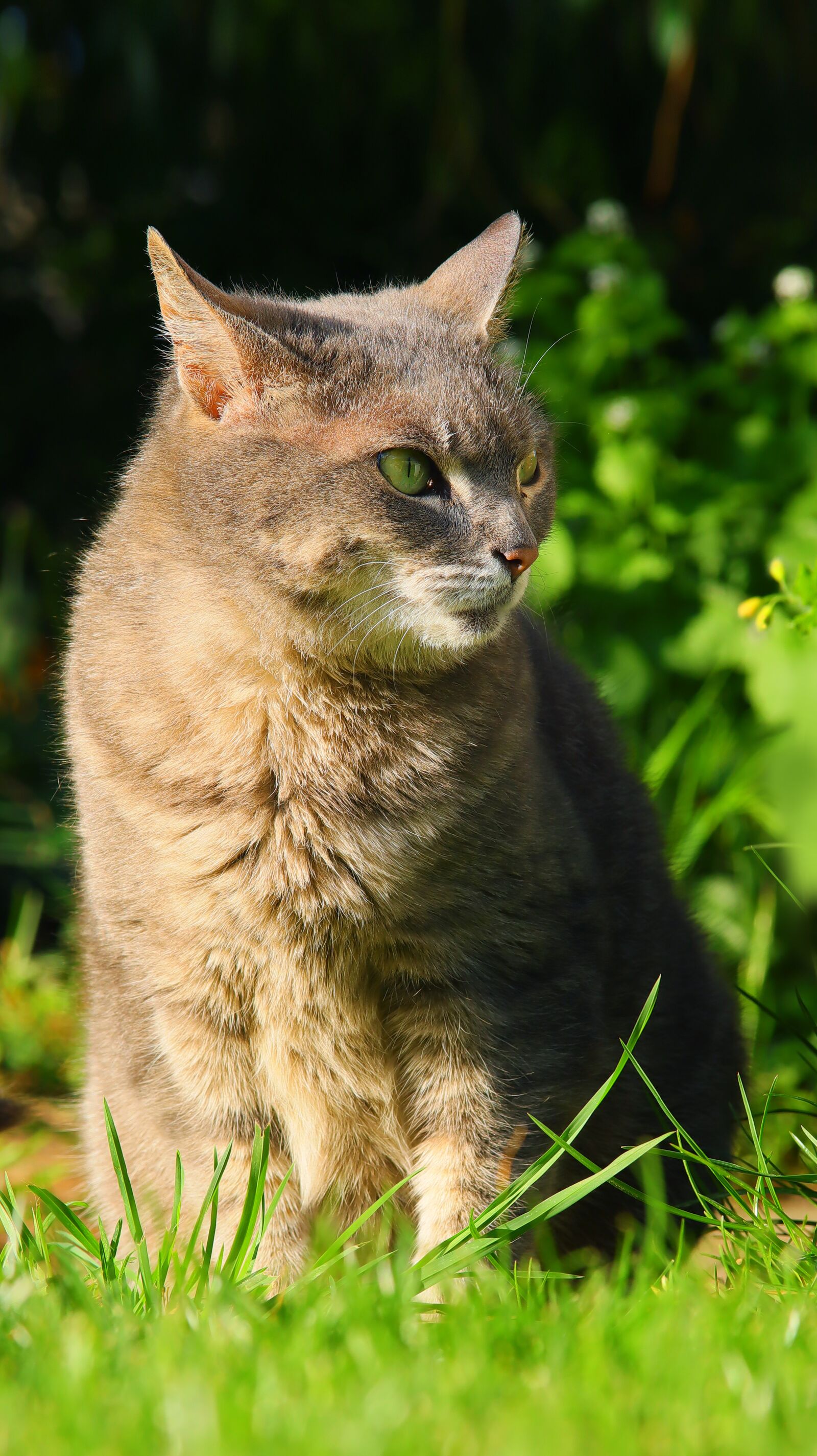 Canon EOS M50 (EOS Kiss M) sample photo. Cat, sweet, pet photography