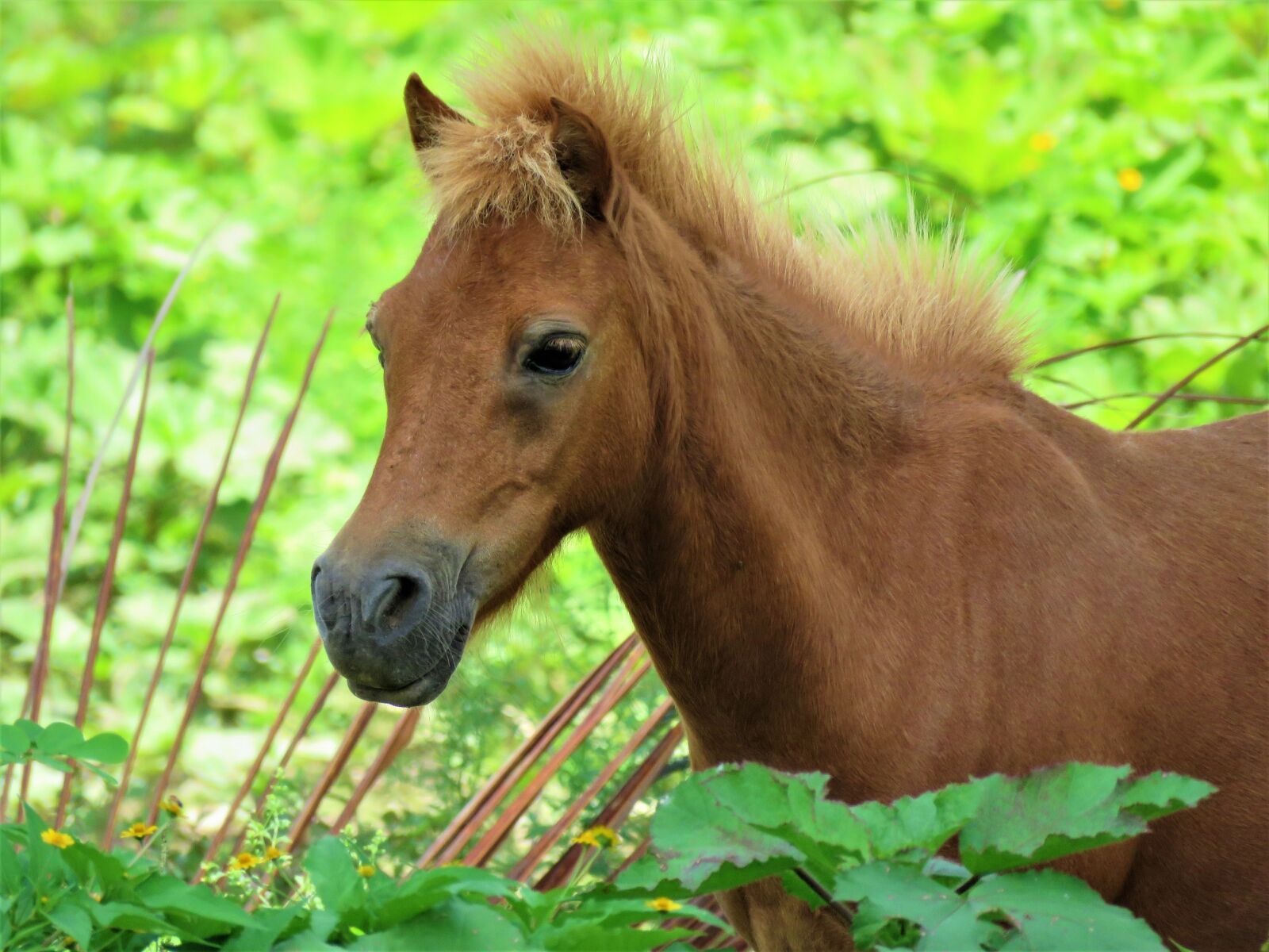 Canon PowerShot SX60 HS sample photo. Pony, horse, mane photography
