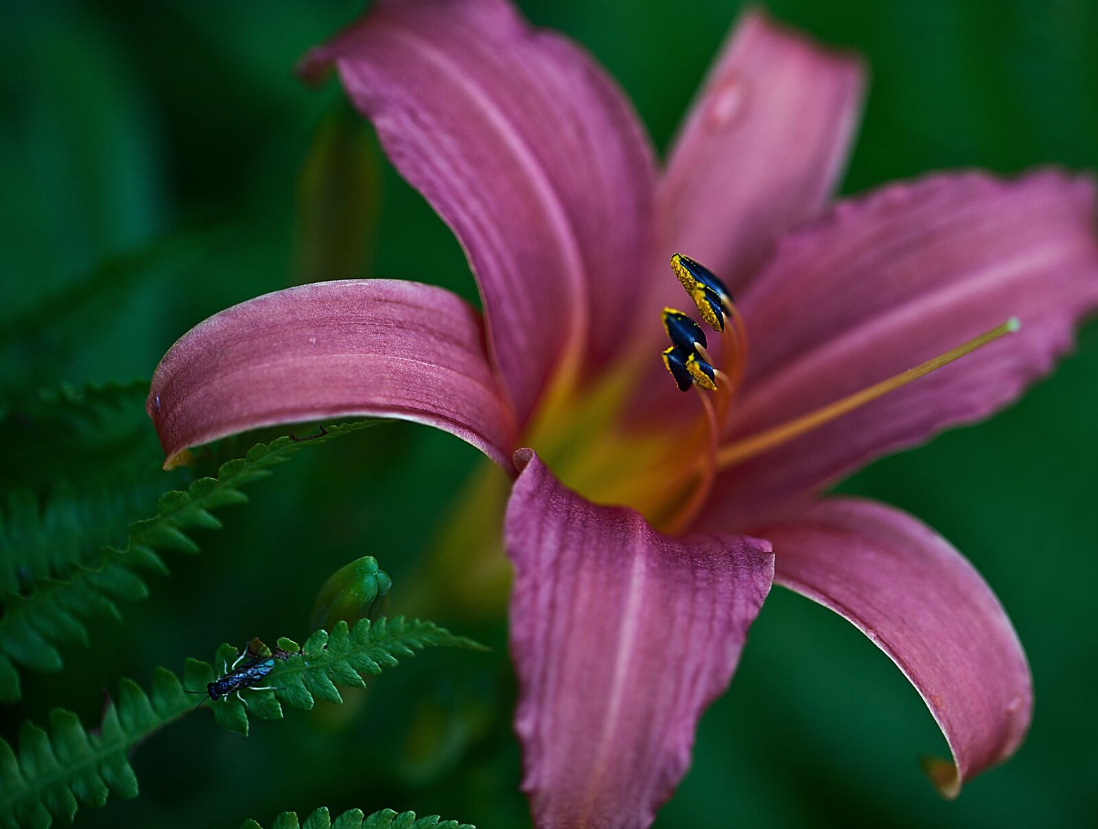 Canon EOS 5D Mark II sample photo. Lily, flower, blossoming photography