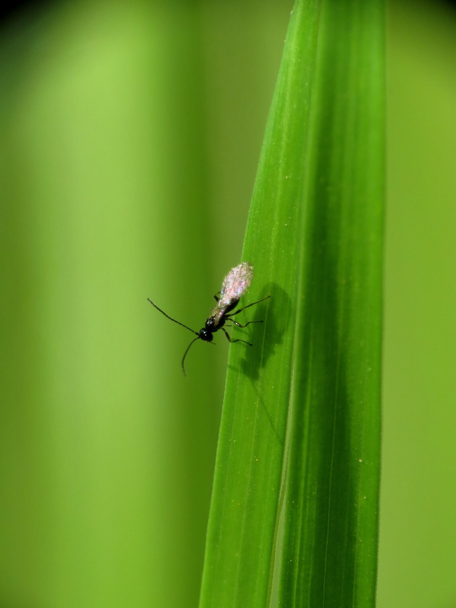 Canon PowerShot SX40 HS sample photo. Insect, ant, leaf photography