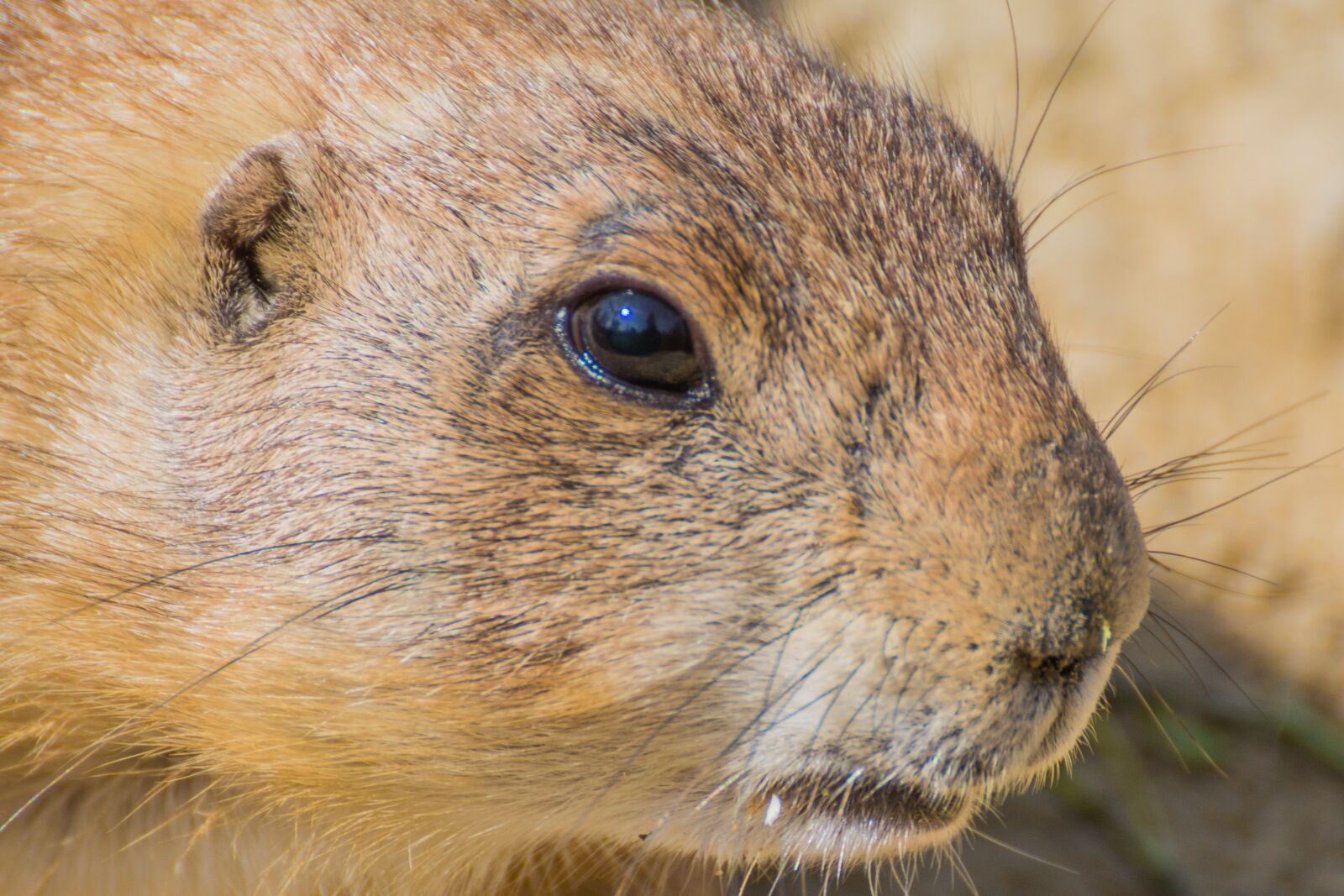 Nikon D7100 sample photo. Meerkat, small, zoo photography