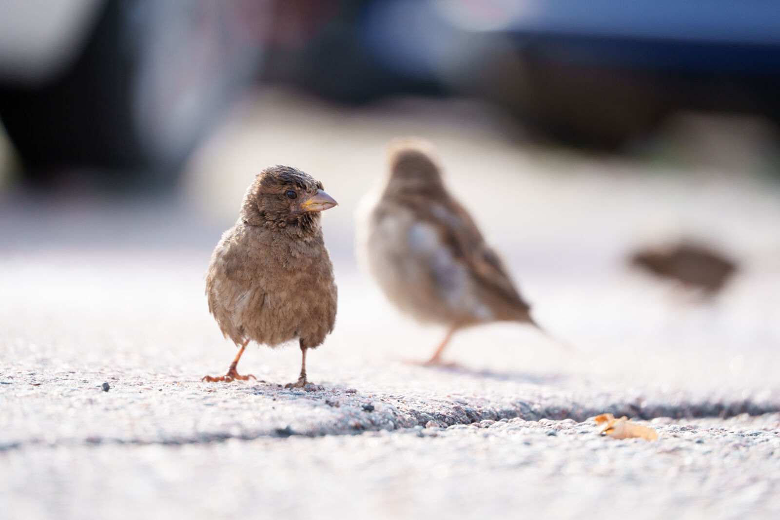 Tamron 50-300mm F4.5-6.3 Di III VC VXD sample photo. Sparrow street photography