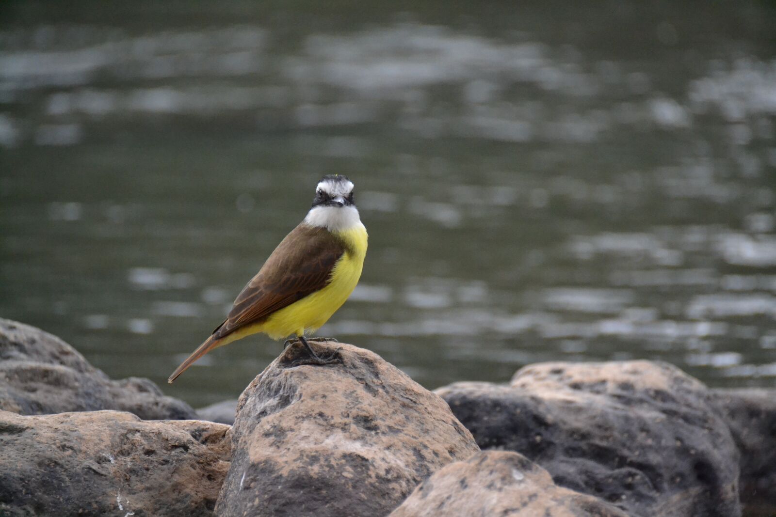 Nikon D3100 sample photo. Birdie, rio, stone photography