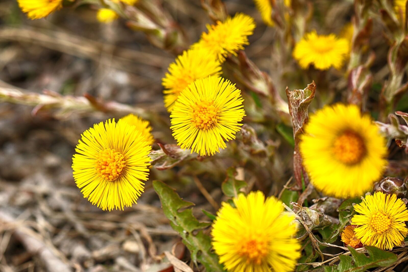 Canon EOS 7D Mark II sample photo. Nature, flora, flower photography