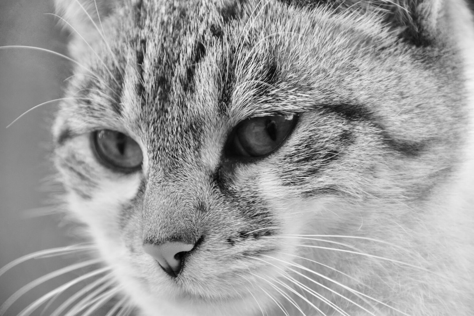 Nikon D5600 sample photo. Cat, portrait cat, photo photography