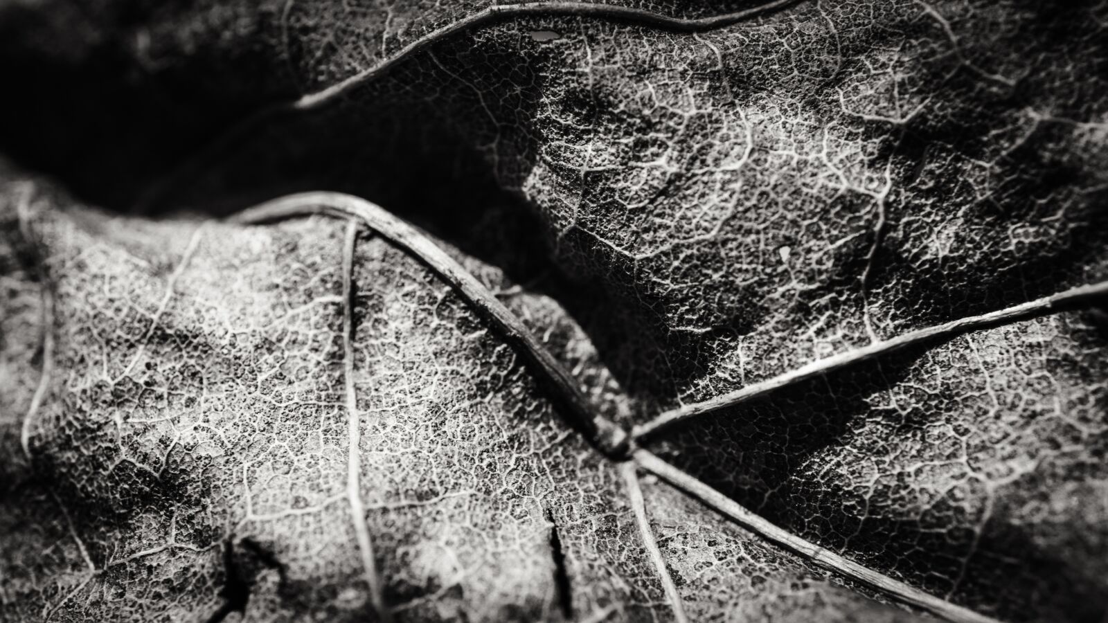 Sony E 30mm F3.5 Macro sample photo. Leaf, decay, black and photography