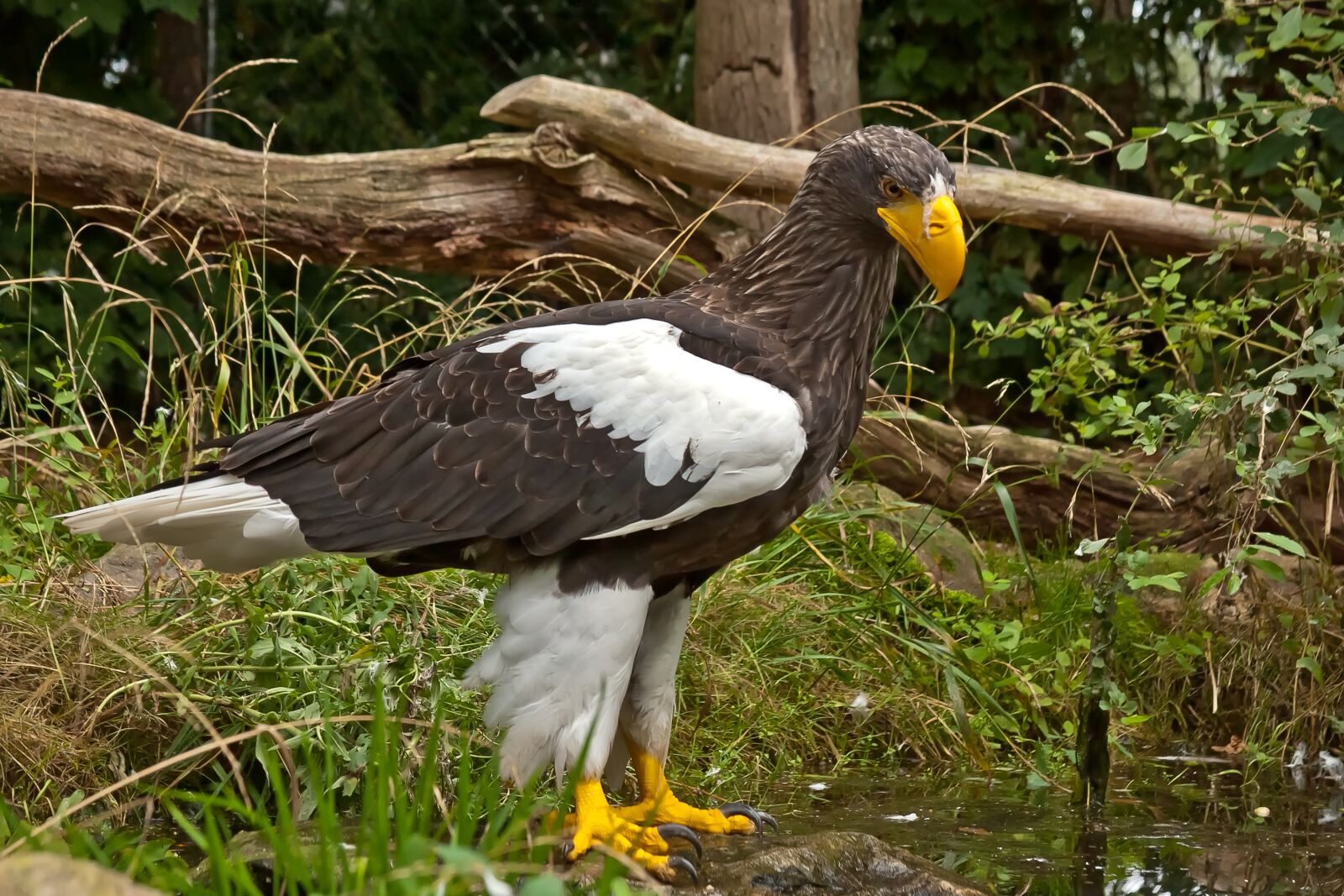 Canon EOS 40D sample photo. Adler, raptor, bird of photography