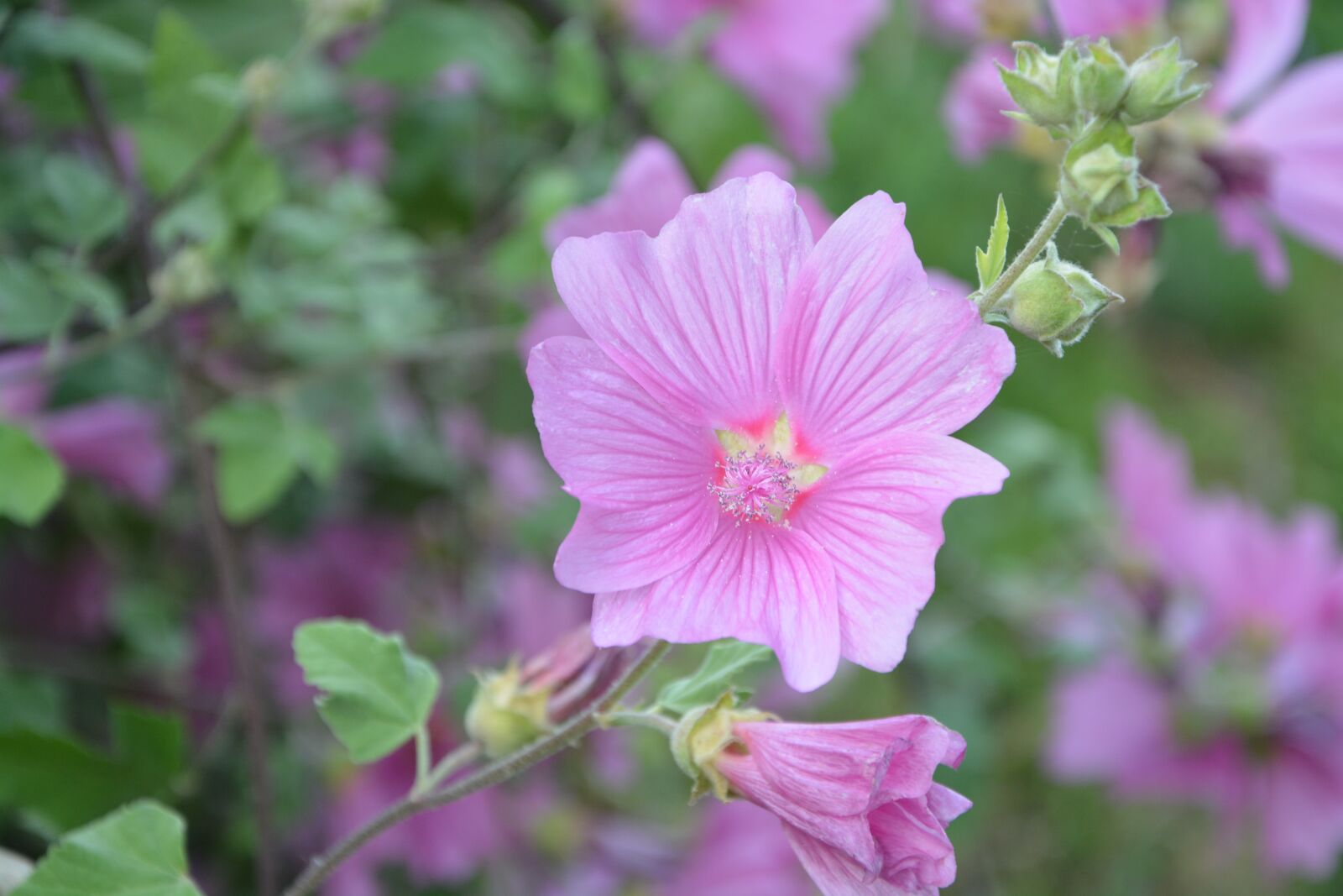 Nikon D5200 sample photo. Hibiscus, pink, plant photography