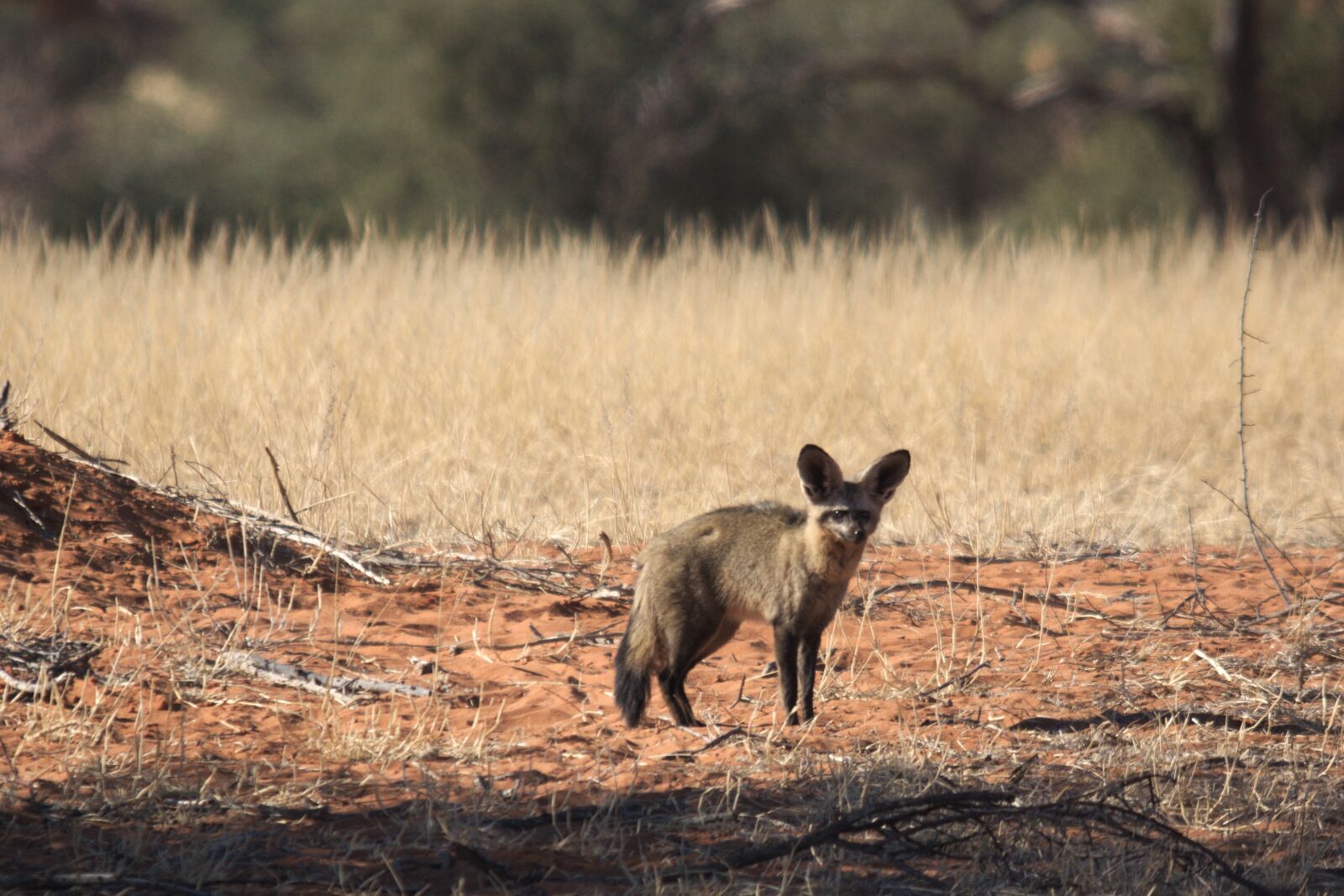 Nikon D5100 sample photo. Desert fox, fuchs, africa photography